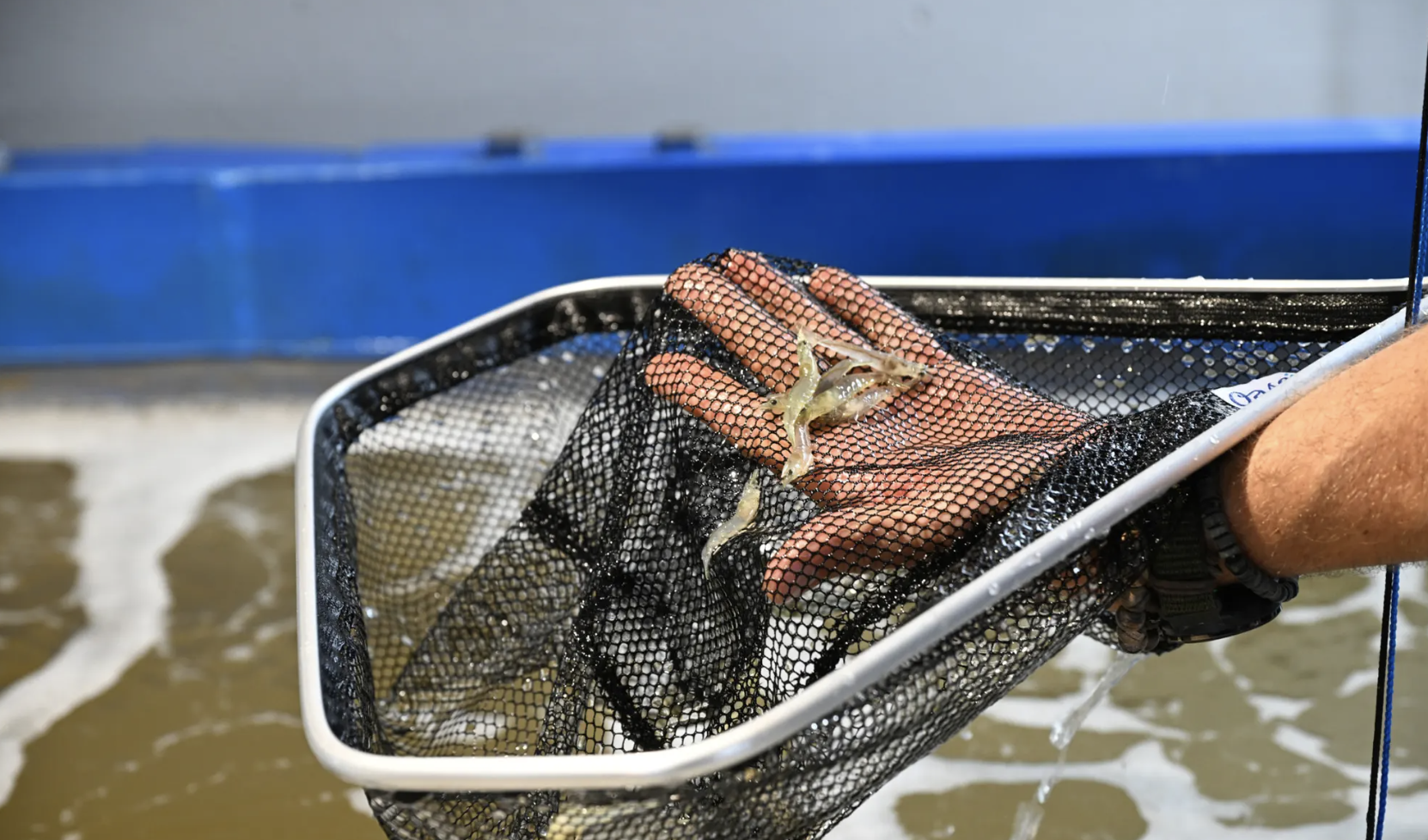 Hand hält Jungfische in einem Netz über Wasser.