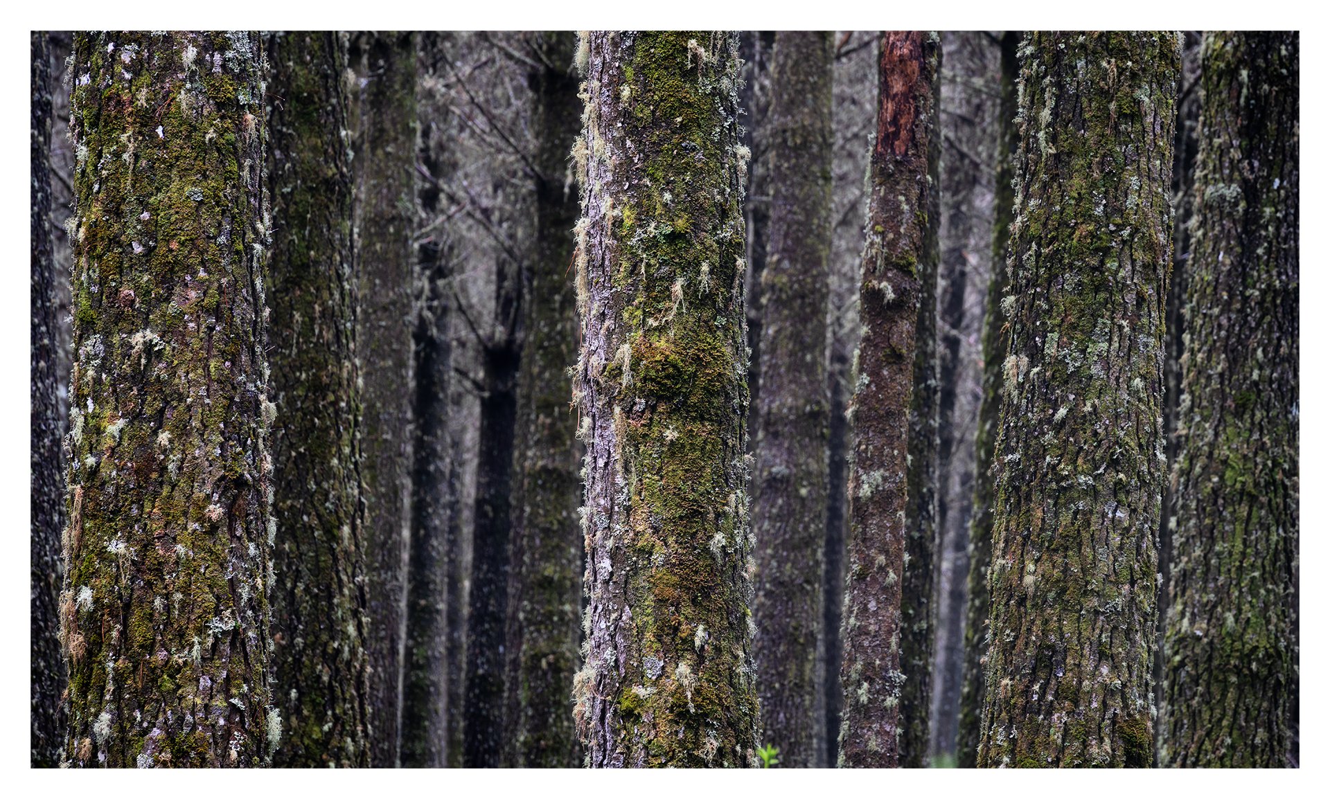 Lichen-covered trees