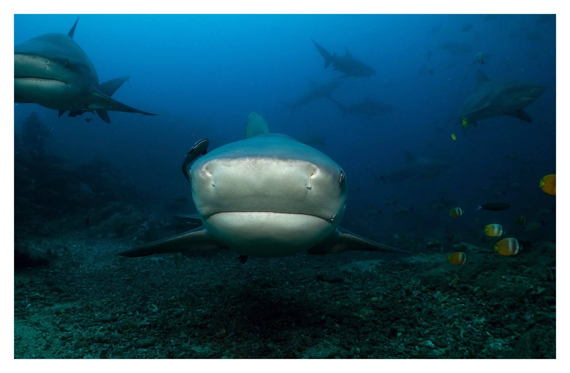 Bullshark Close-up