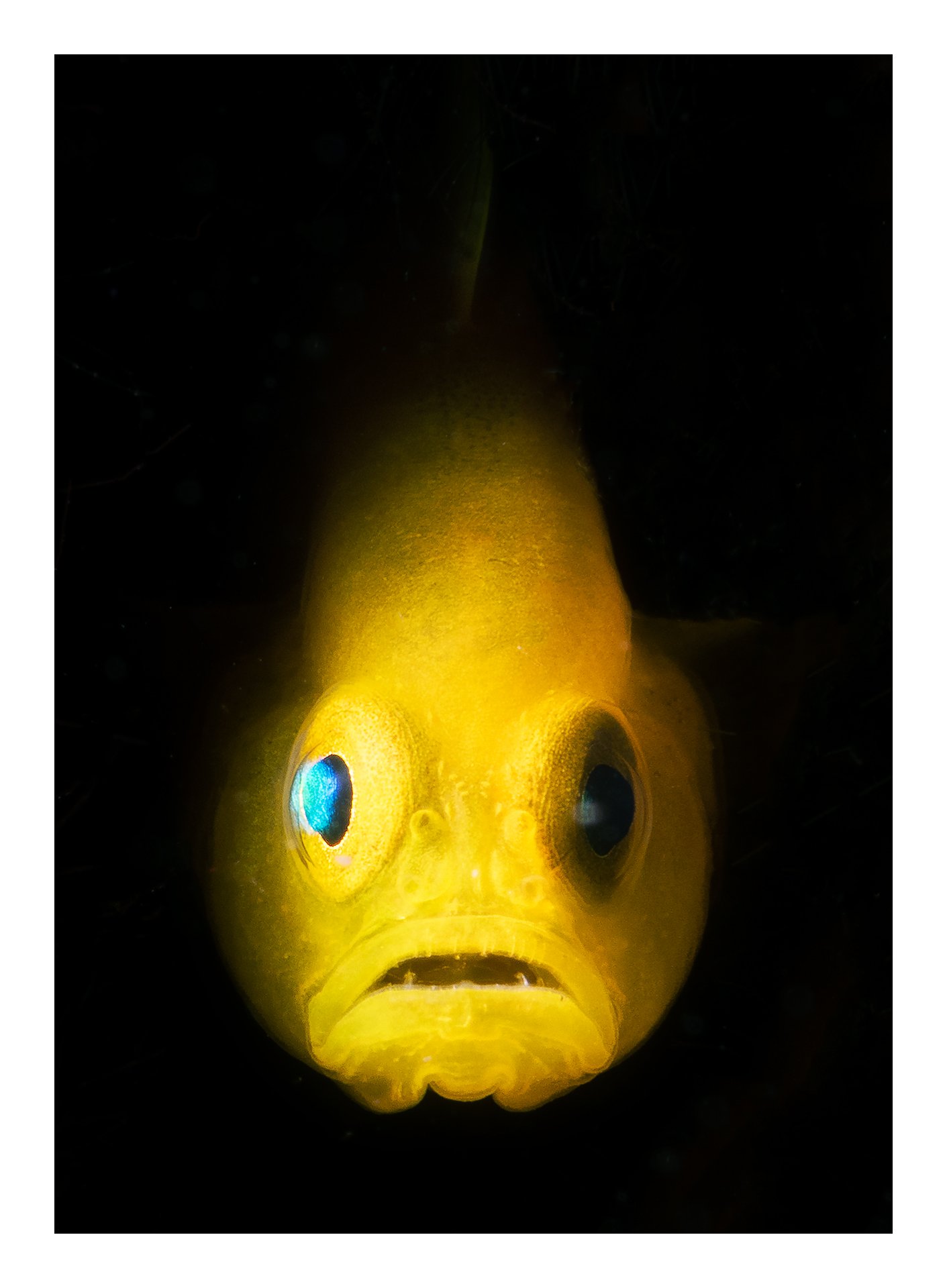 Yellow goby