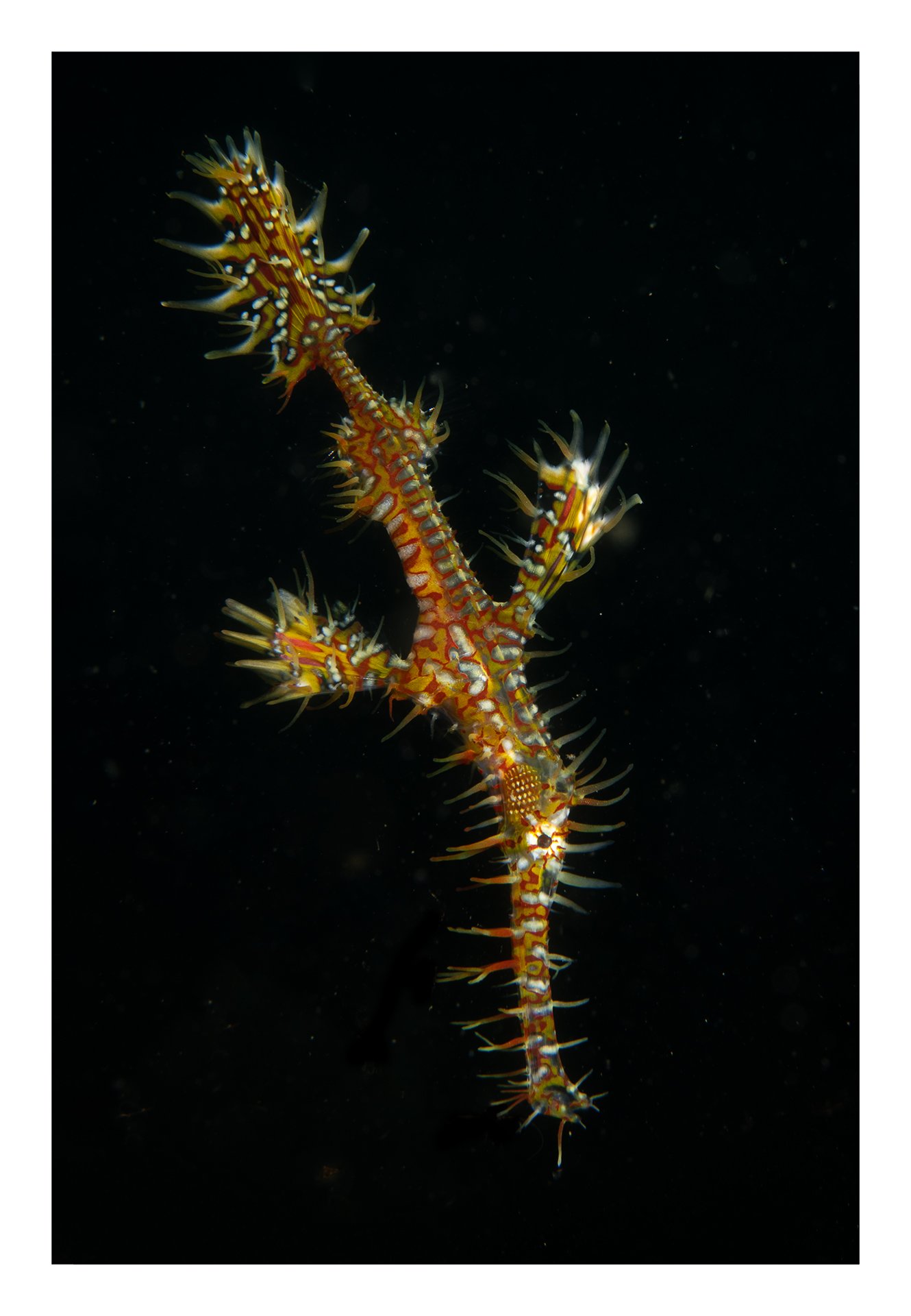 Ornate ghost pipefish