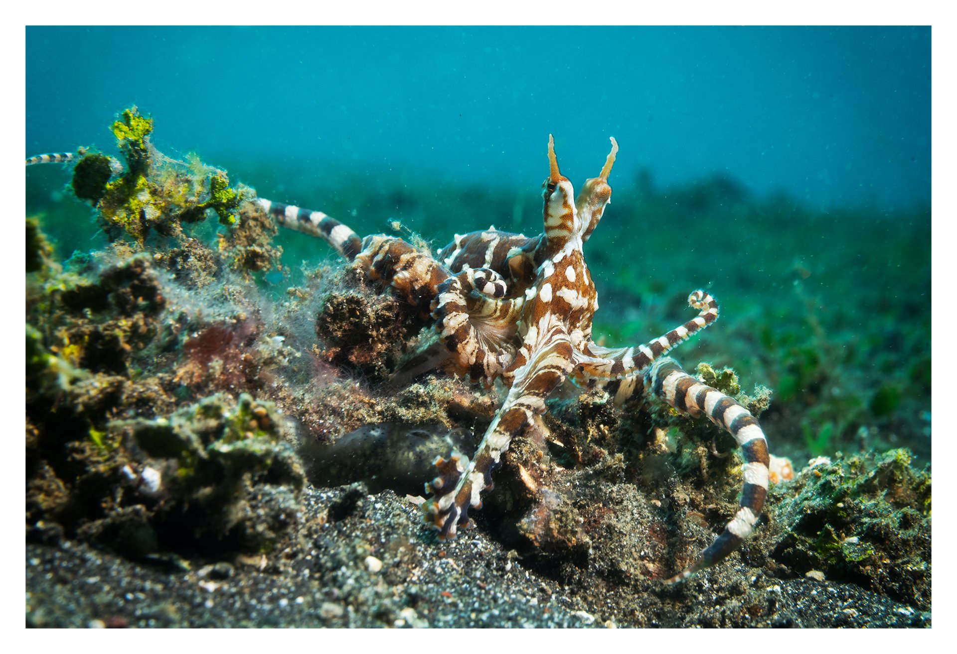 Wunderpus octopus
