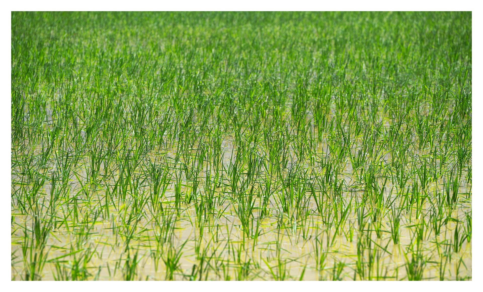 Growing rice