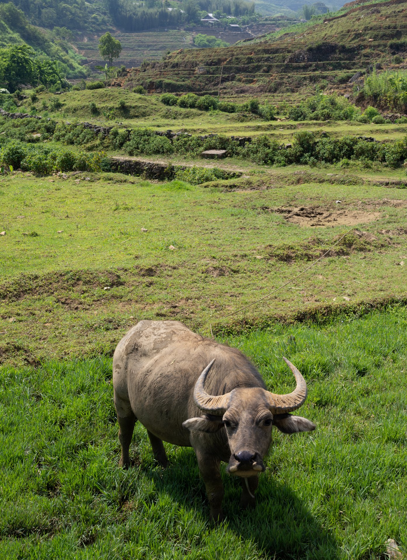 My friend, the water buffalo