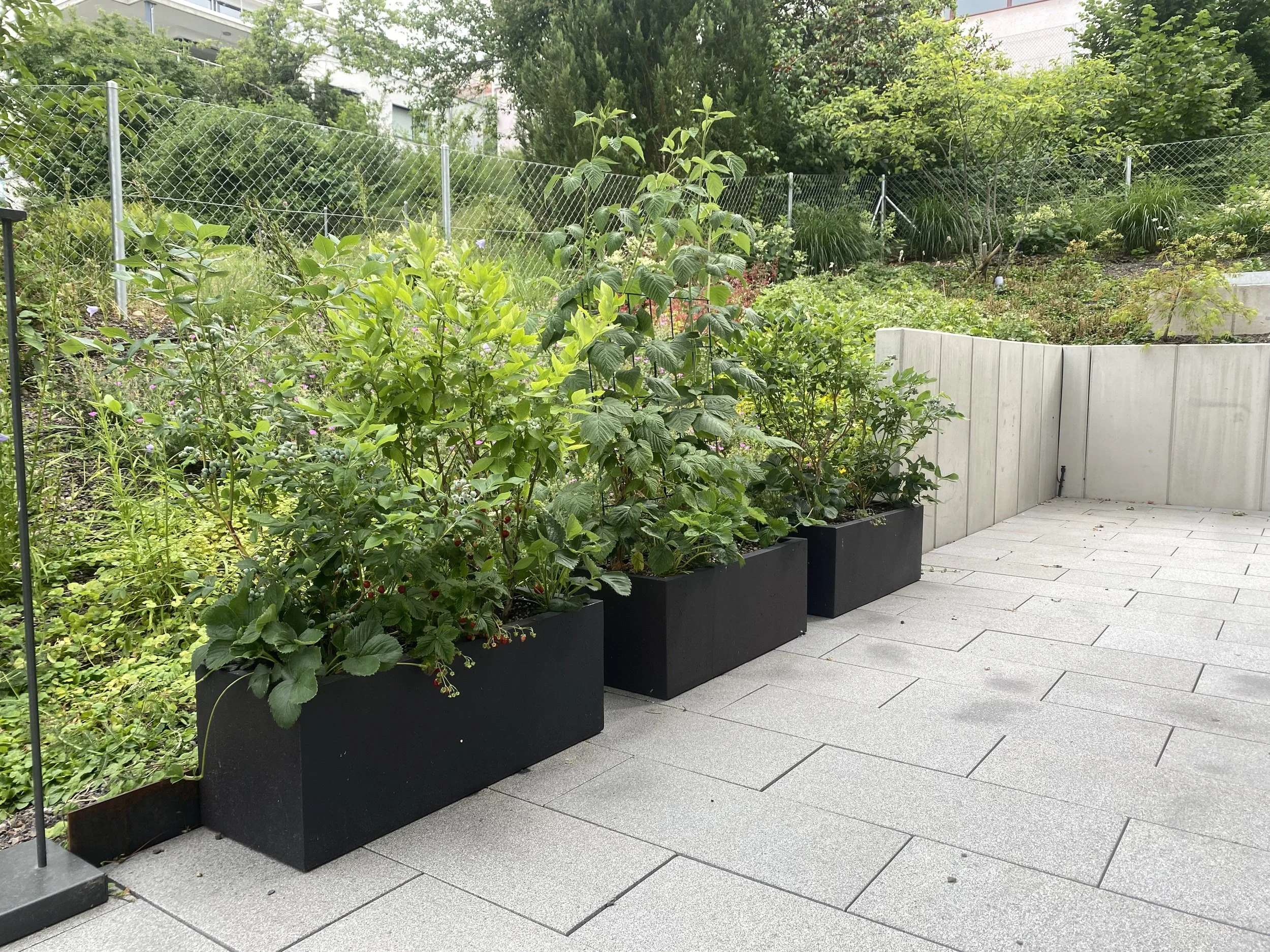 Hochbeet mit Himmberen und Erdbeeren