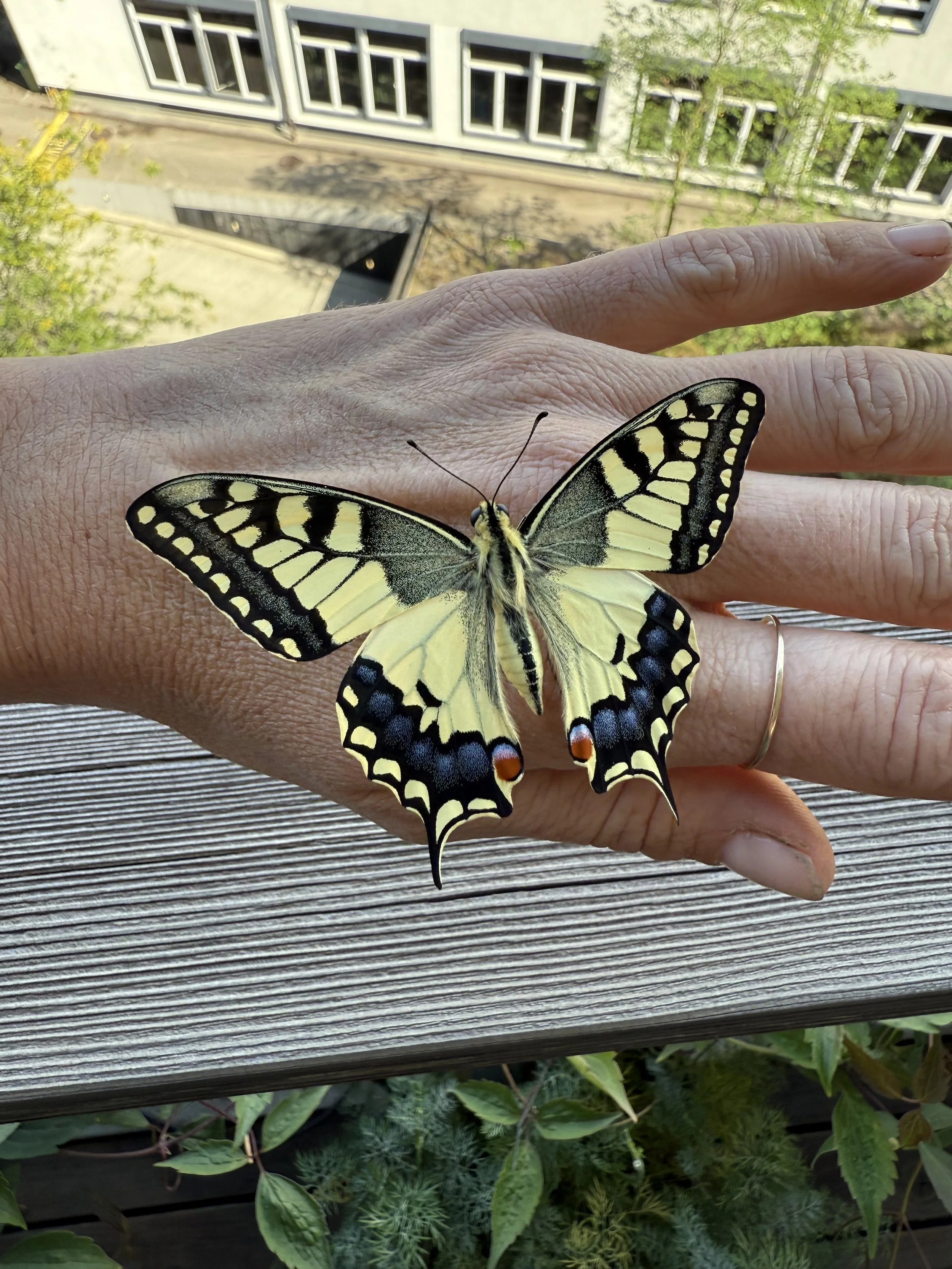 Nahaufnahme eines gelb-schwarz gefärbten Schmetterlings auf einem menschlichen Finger, im Hintergrund eine Balkonbrüstung und grünes Gebüsch.
