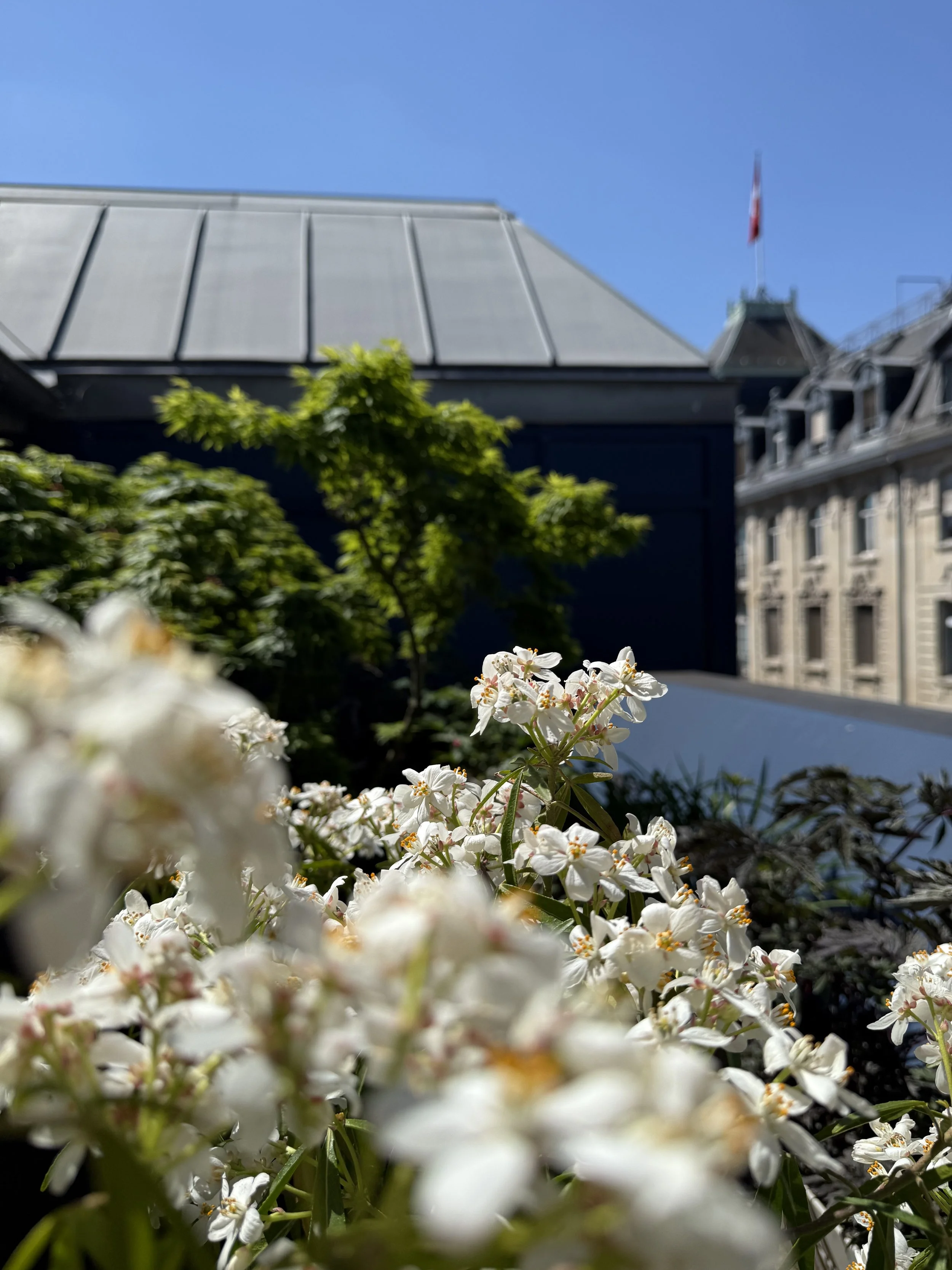 Zen auf der Terrasse: Grün, minimalistisch, pflegeleicht