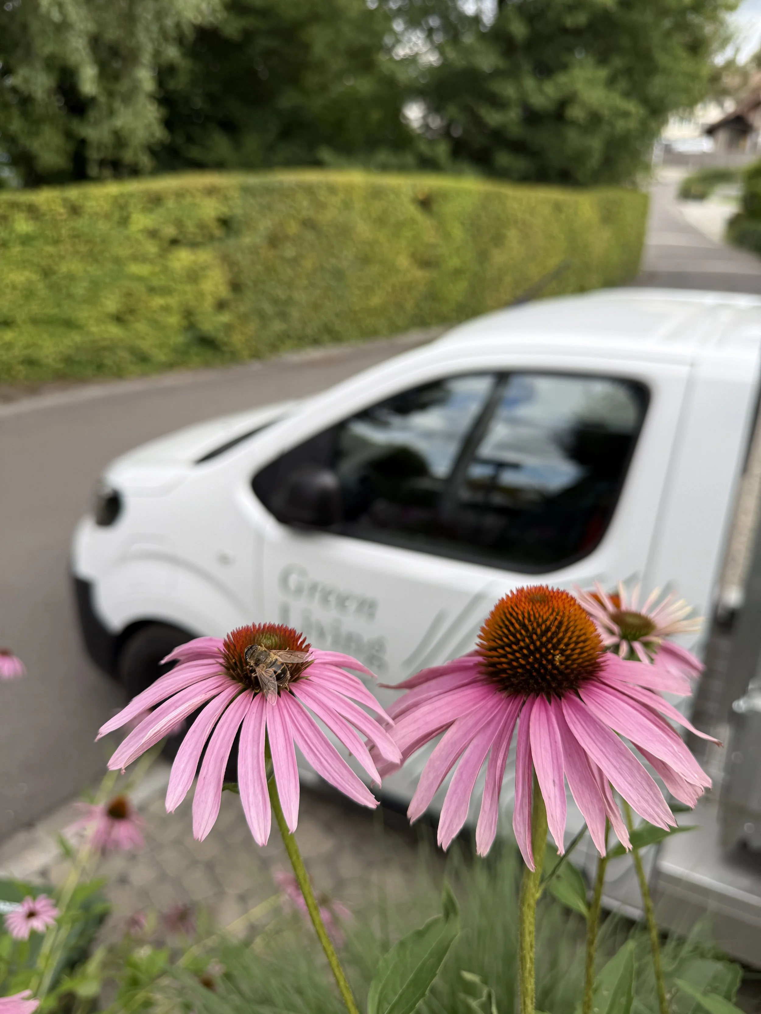 Nahaufnahme von pinken Echinacea-Blumen mit Blume und Biene im Vordergrund, im Hintergrund ein verkehrsberuhigtes Sträßchen mit einem weißen Fahrzeug von der Firma Green Living Space zeigt.