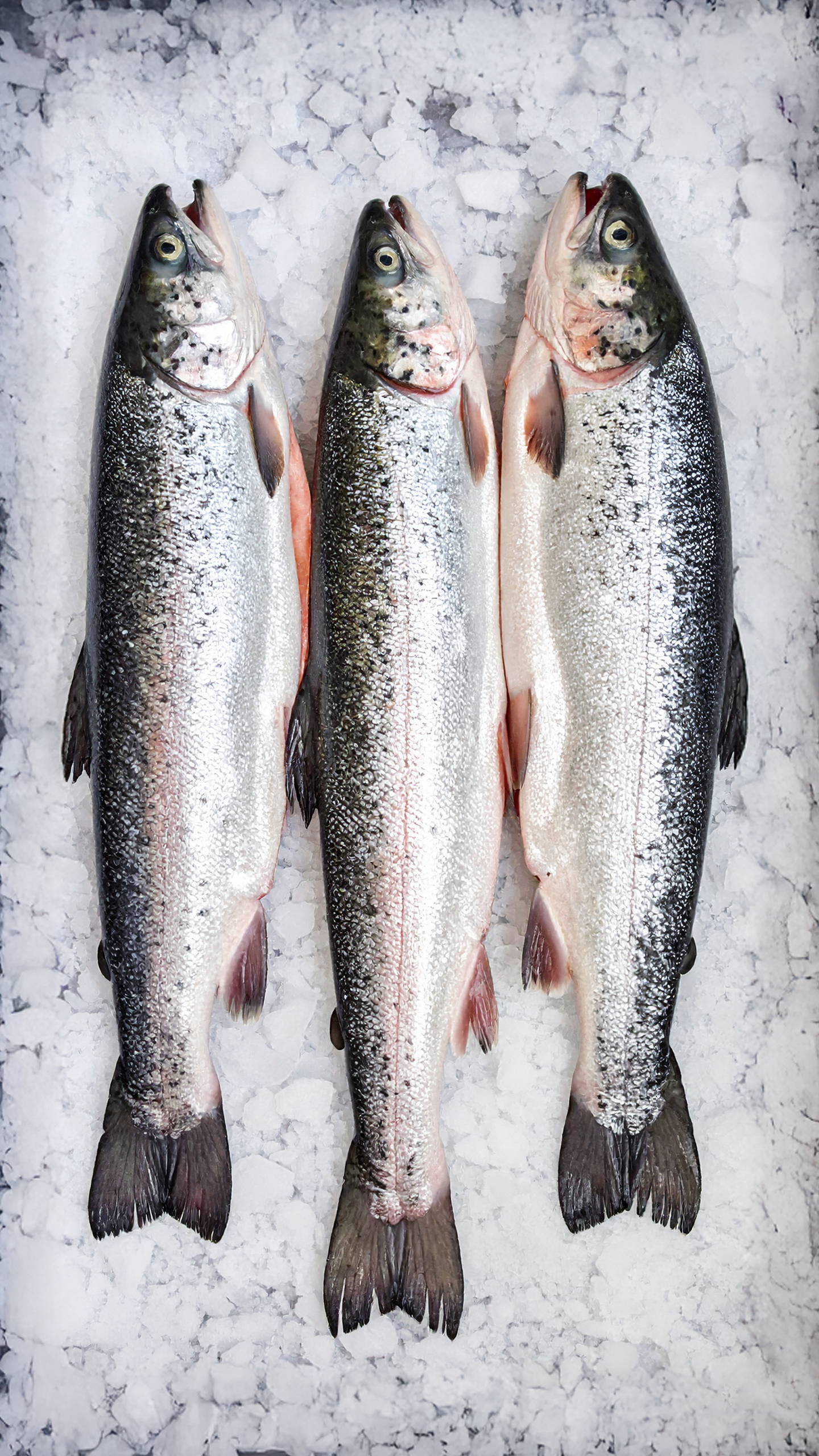 salmon on ice2.png