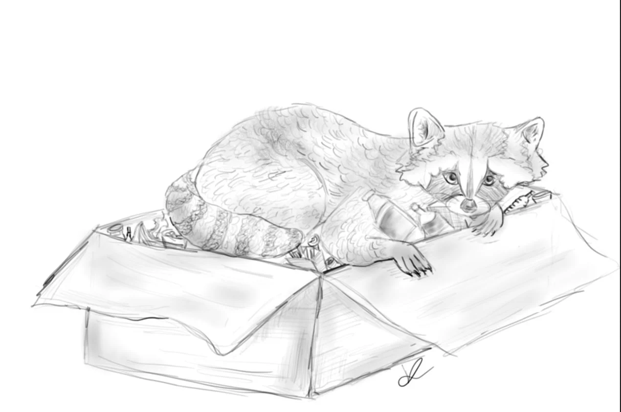 Raccoon Box - 2026