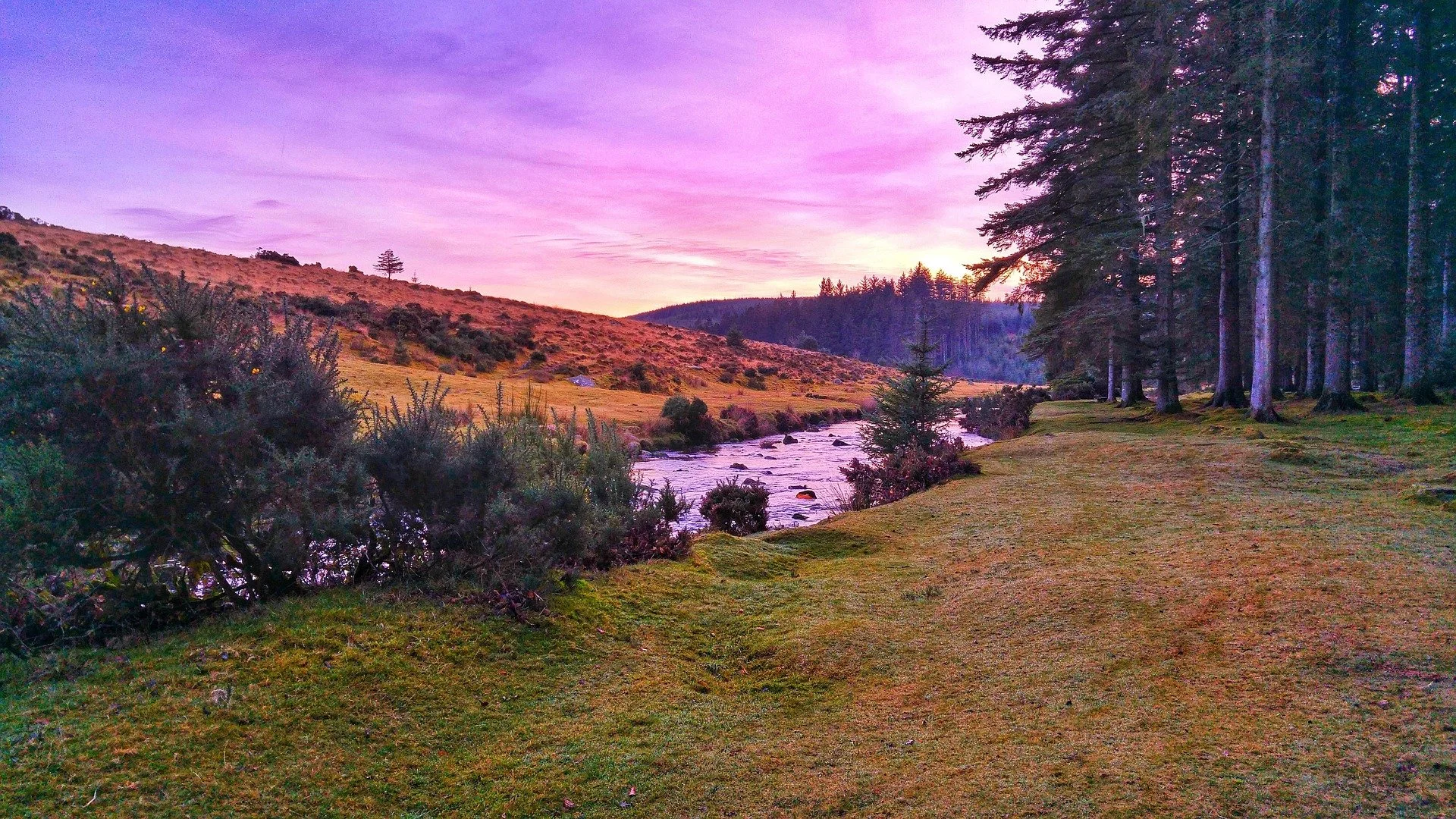 8364783-bellever-forest-4679878_1920.jpg