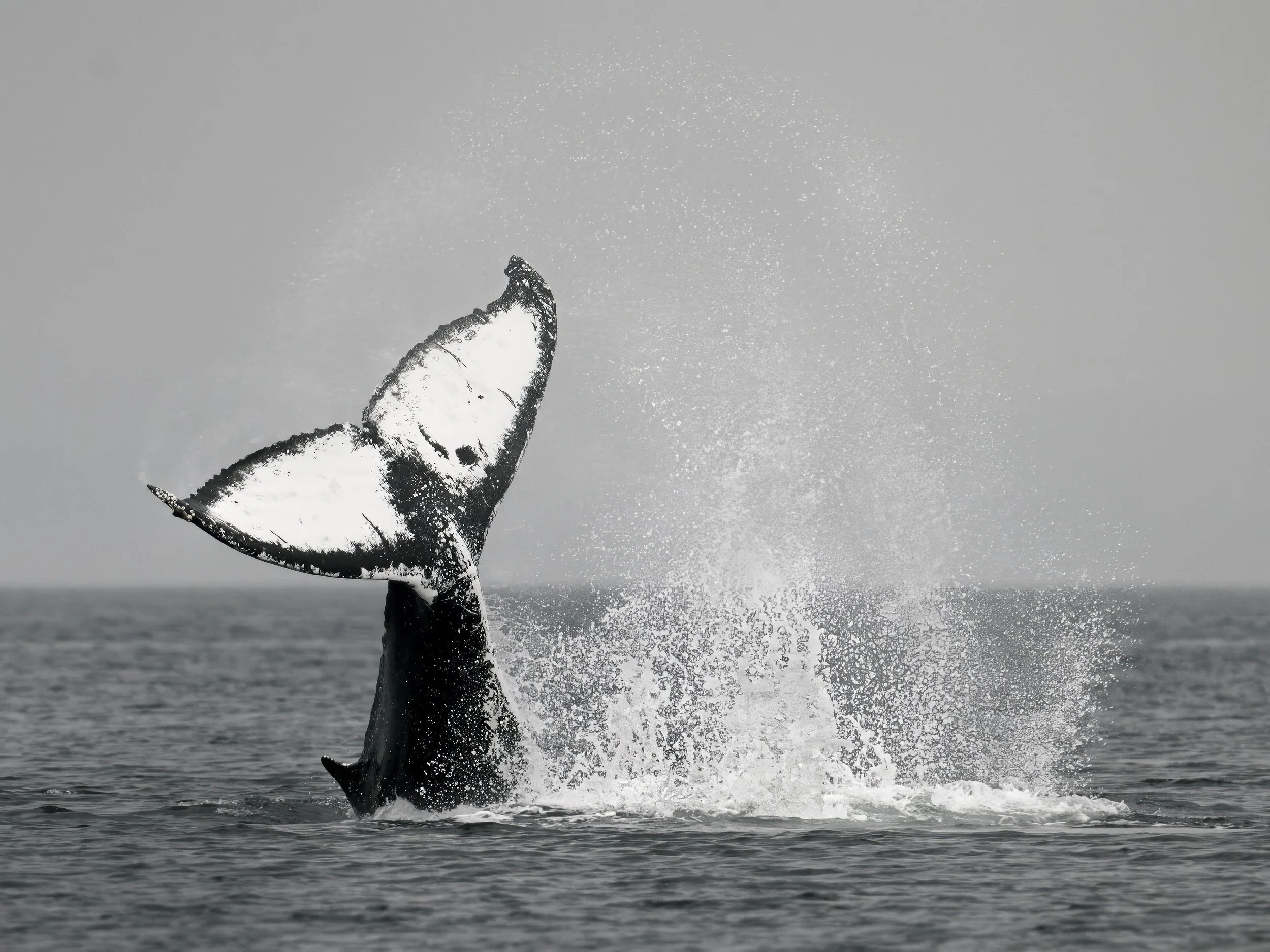 whale tail-2.jpg