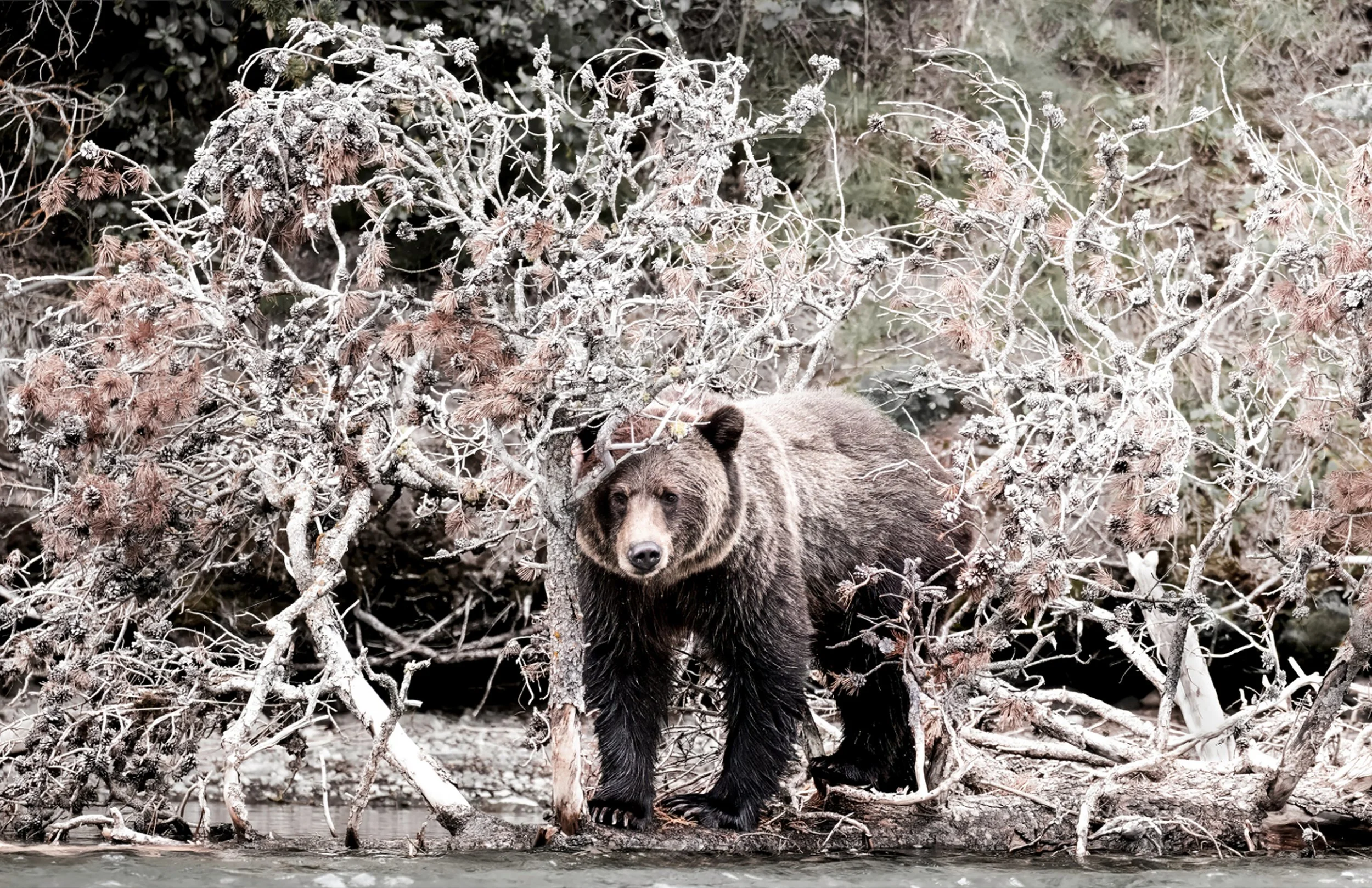 BEAR MAIN.jpg