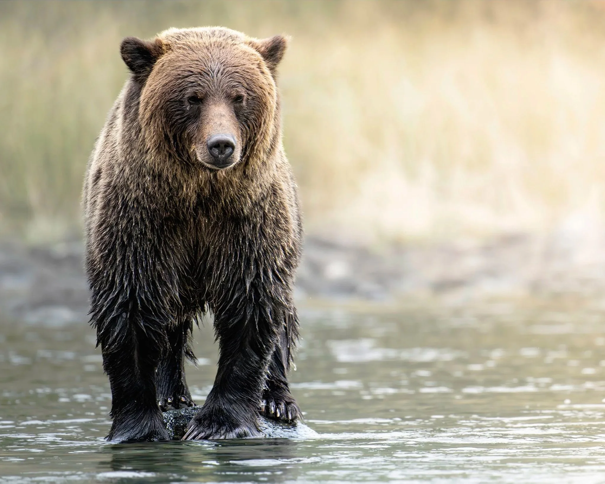 A brown bear standing in shallow water in a natural setting with blurred green and beige background.