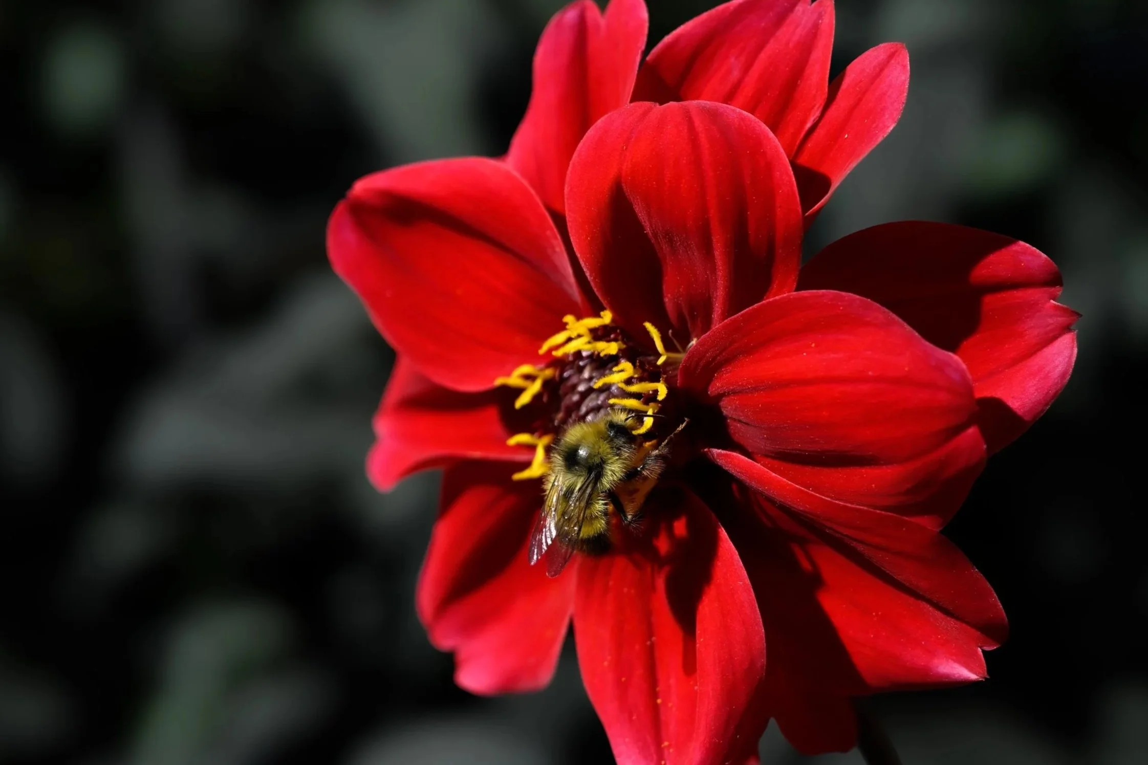 Red+18x24.jpg