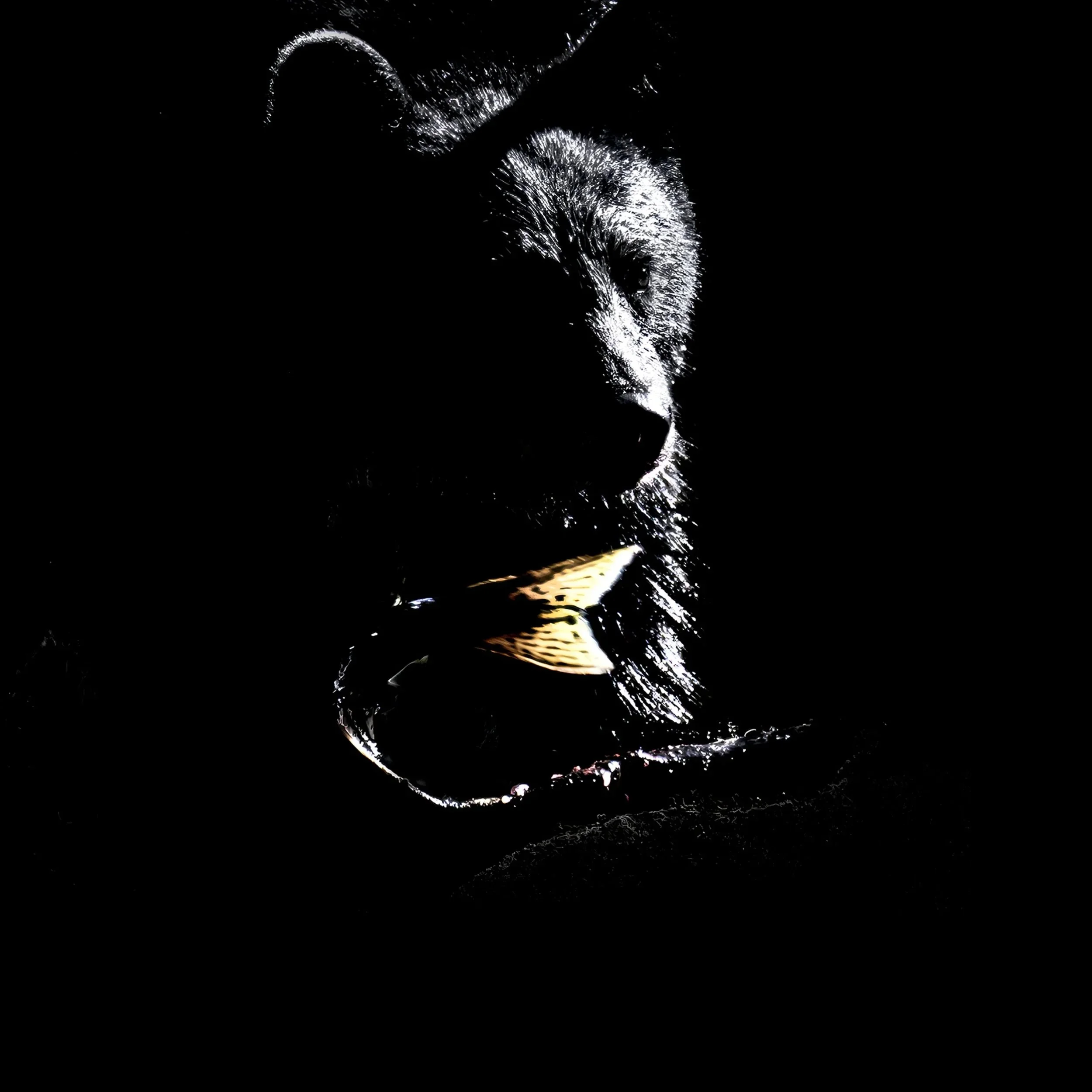 bear+silhouette+sq.jpg