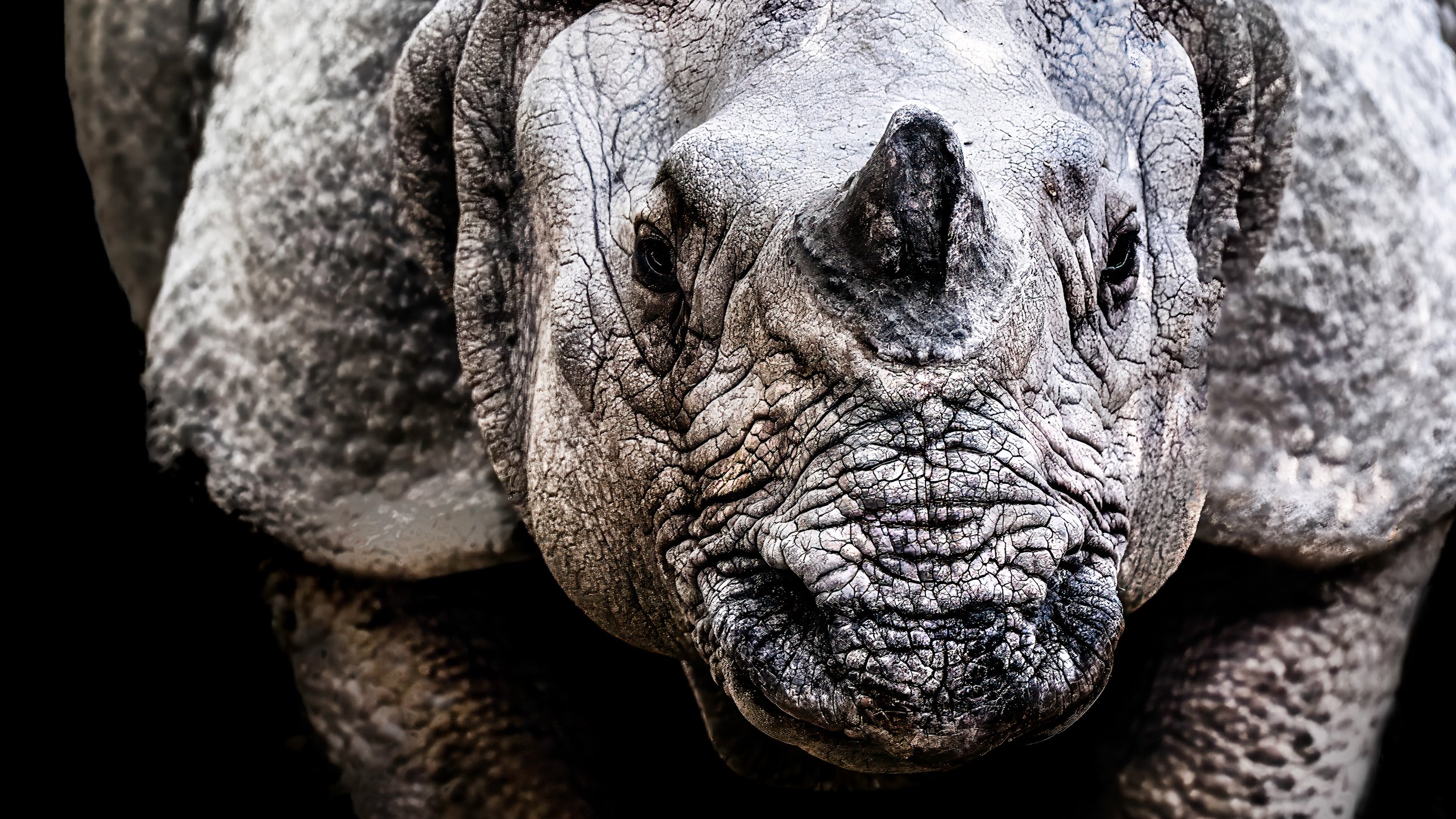 rhino close desktop.jpg
