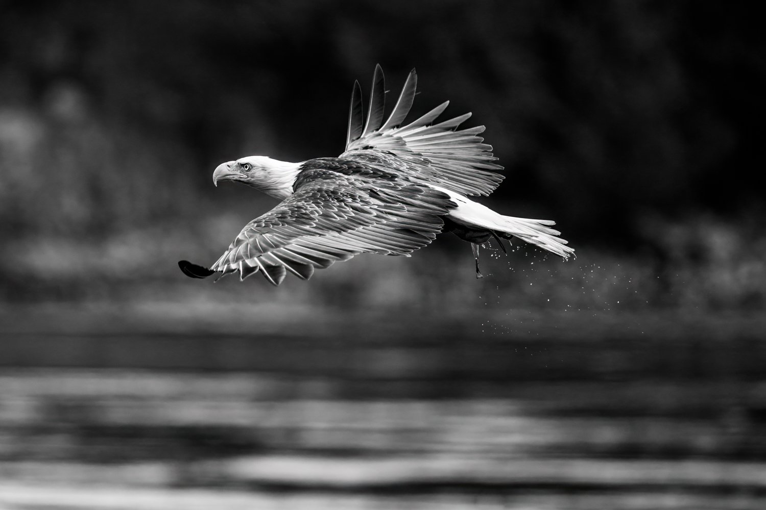 Eagle 2026Nikki B.jpg