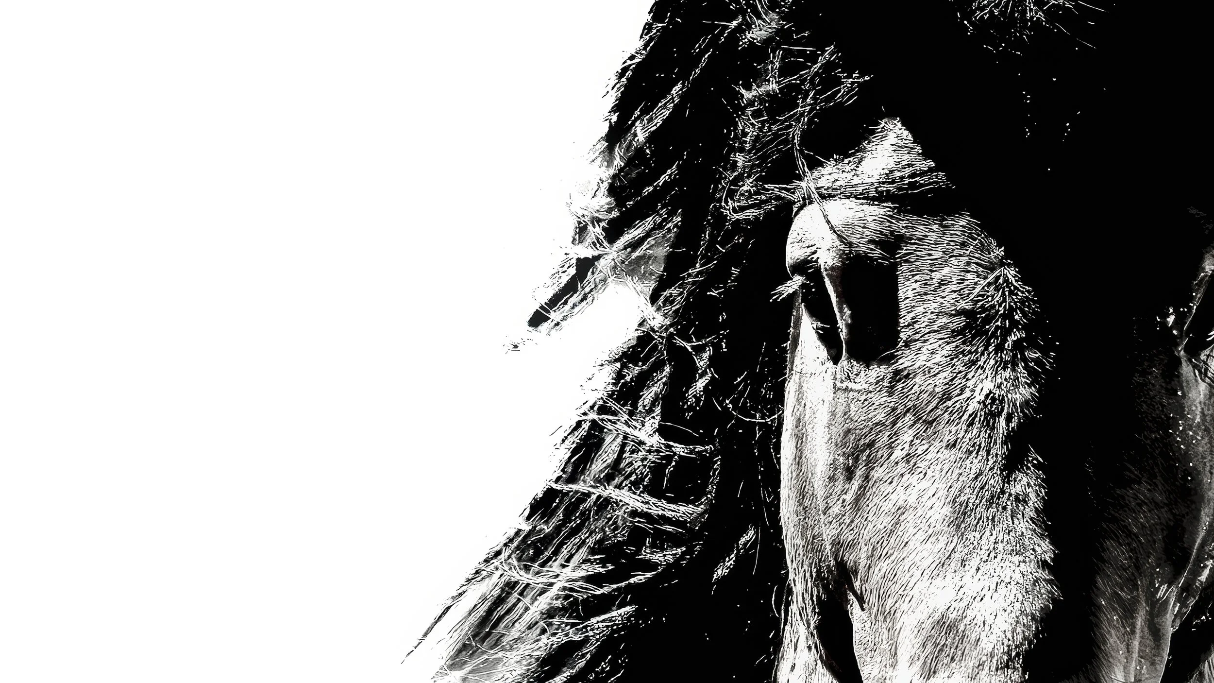 Stallion hero crop.jpg