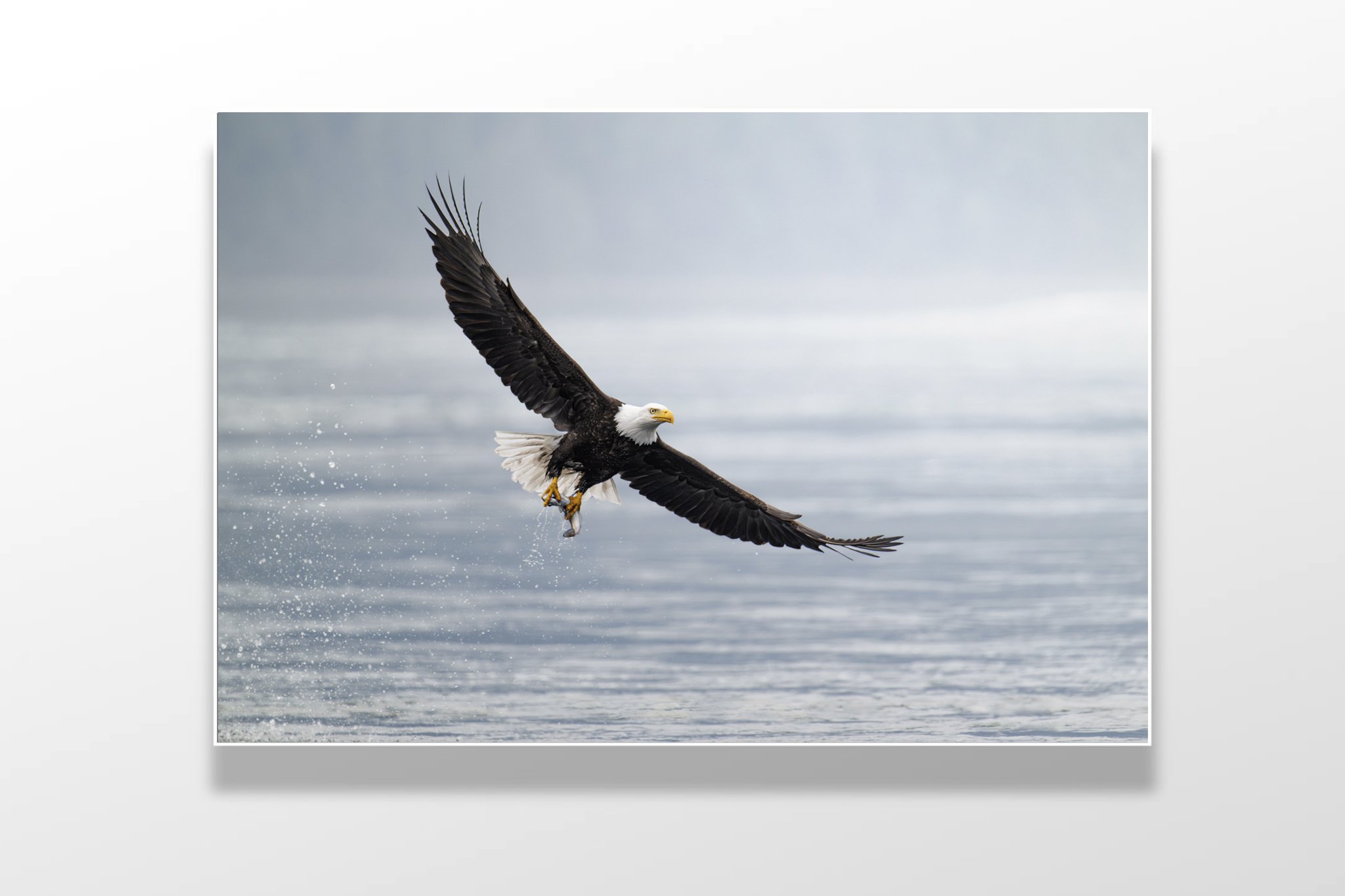 eagle fish catch winner.jpg