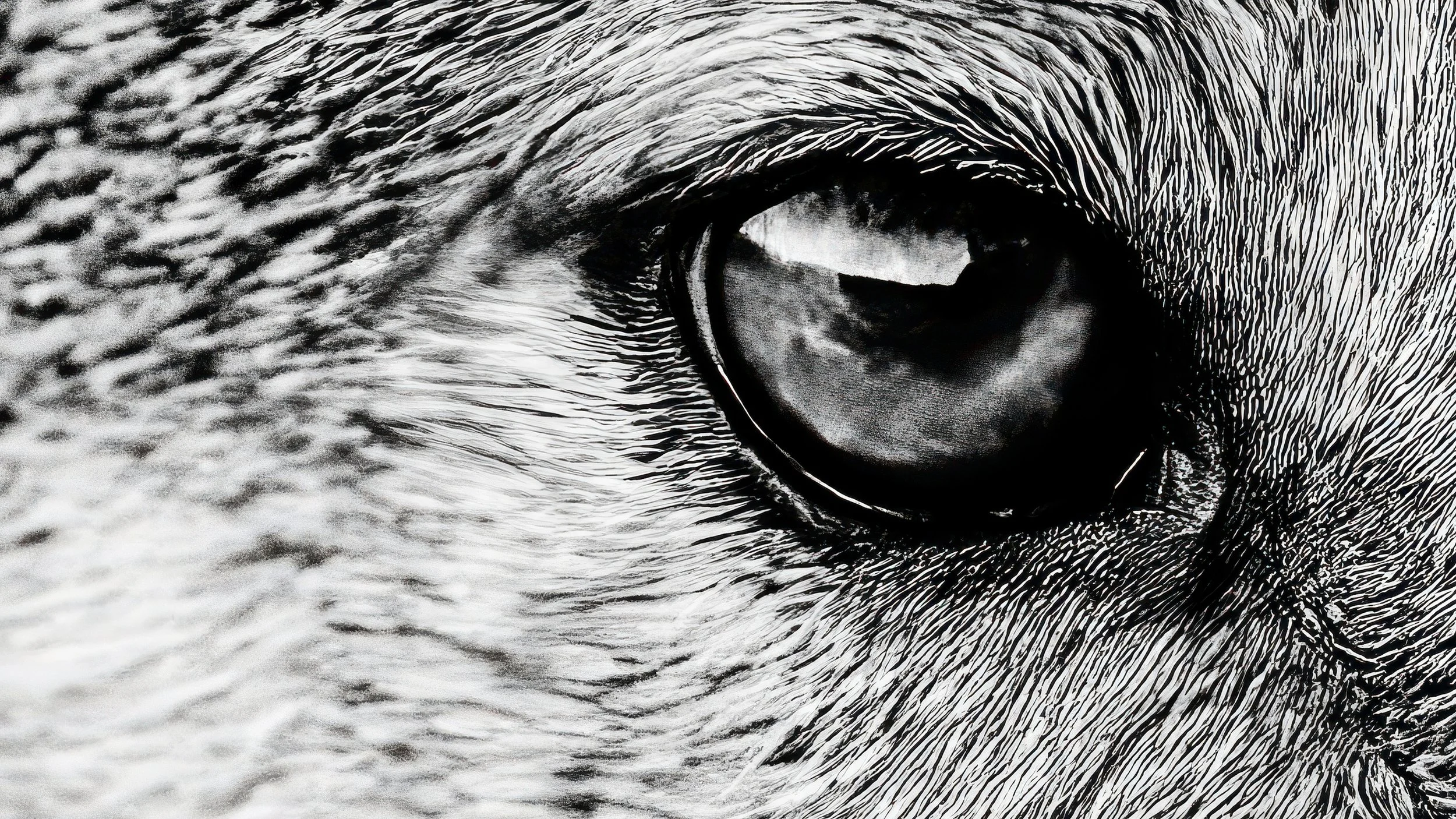 george eye desktop.jpg