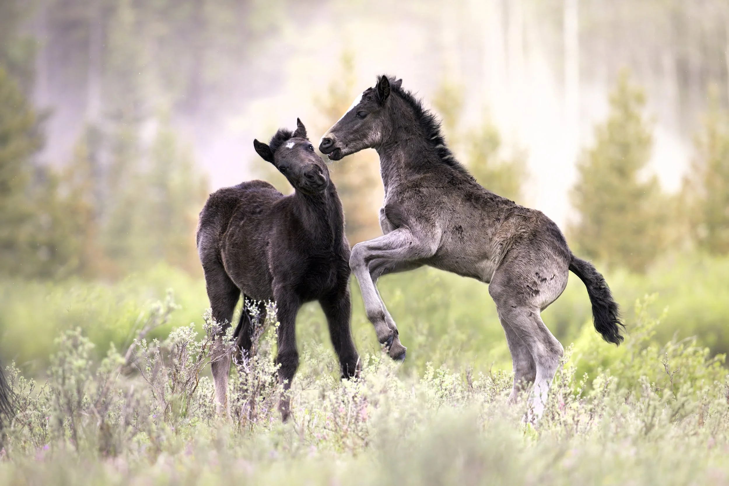 Alberta Playtime copy sqs.jpg