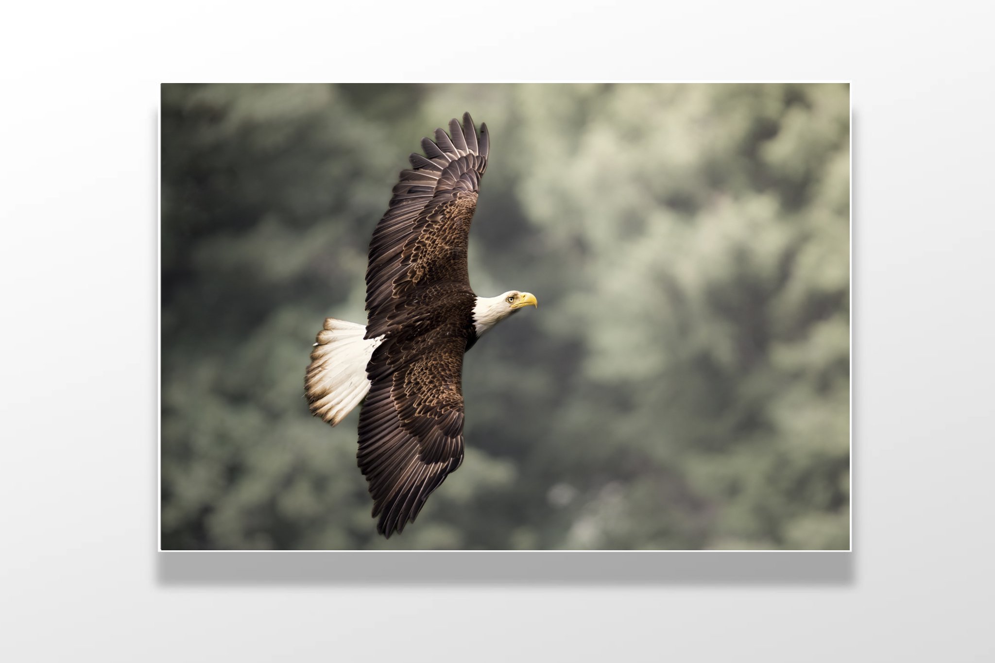 eagle green colour .jpg