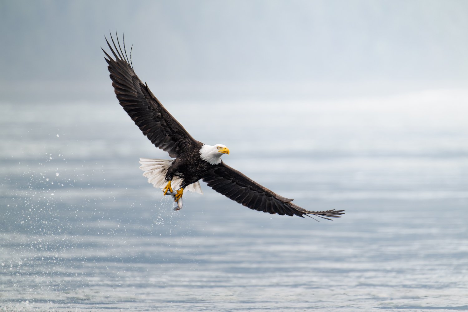 Eagle 2026Nikki B-7.jpg