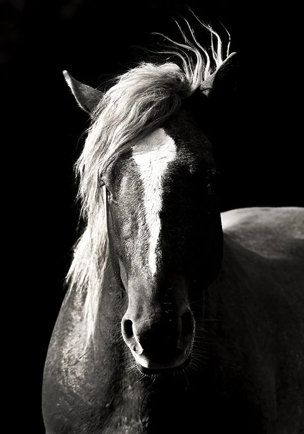 Alberta profile BW  insta sizecopy.jpg