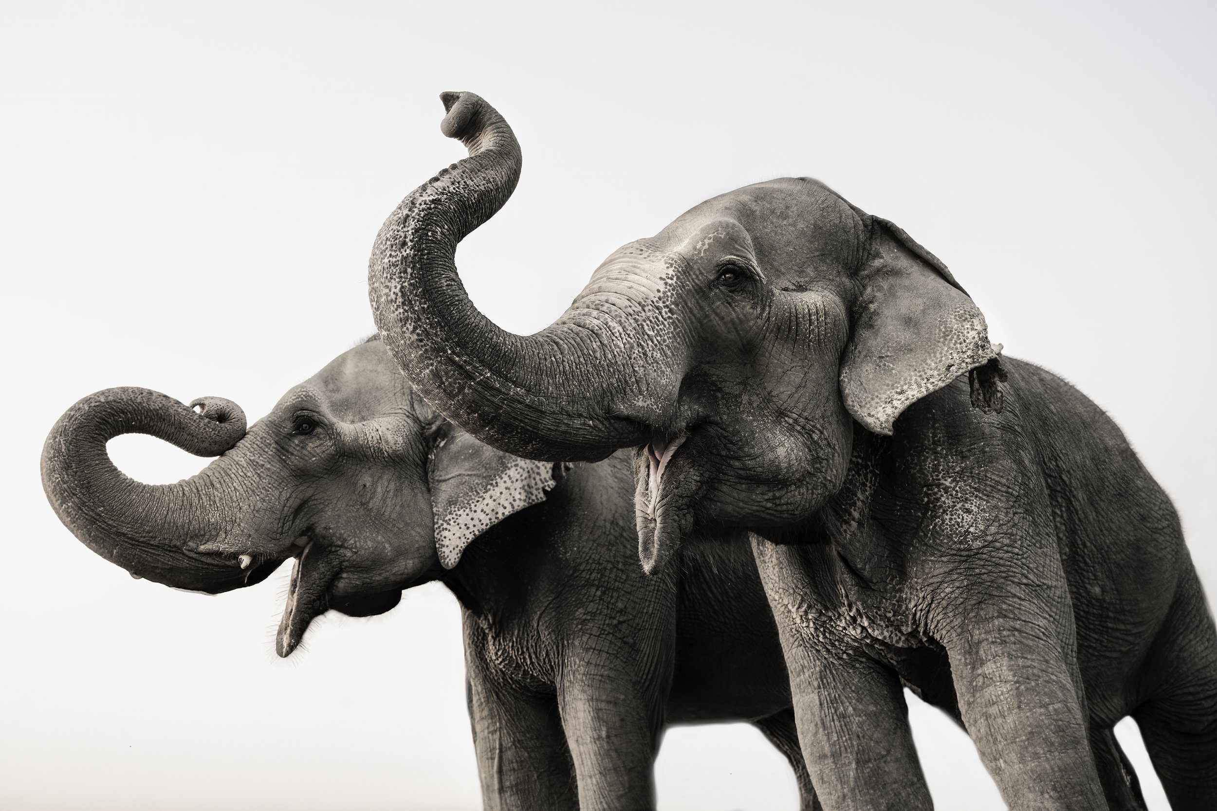 elephant trumpets copy.jpg