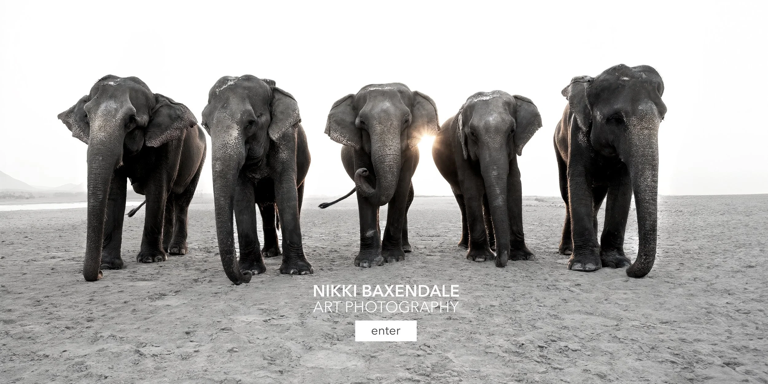 final elephant landing 3000x1500.jpg