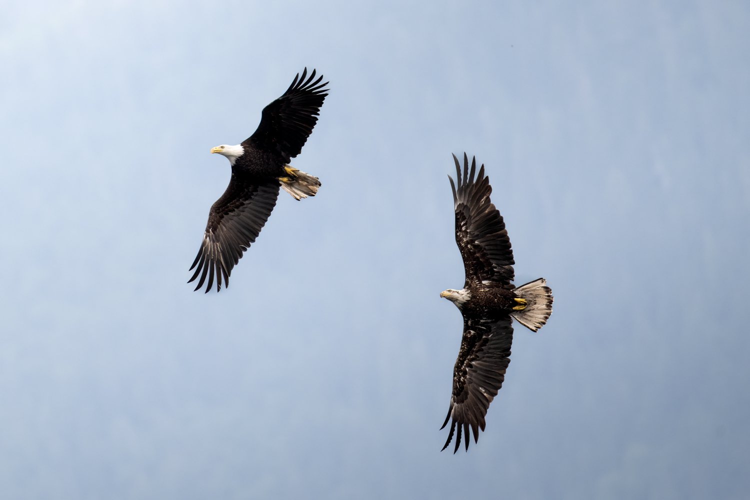 Eagle 2026Nikki B-11.jpg