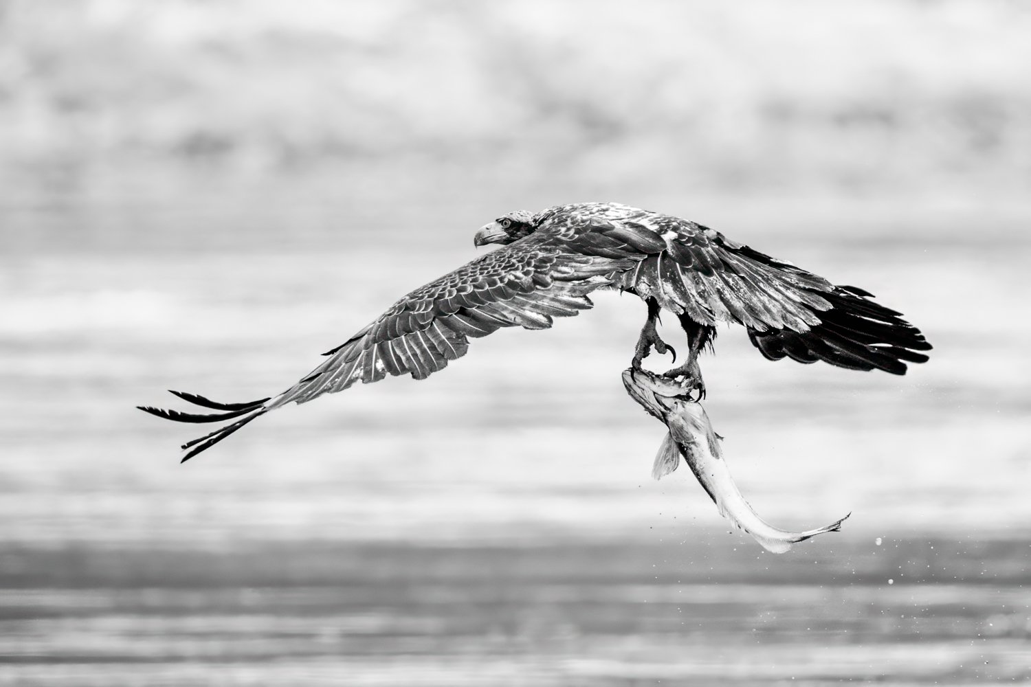 Eagle 2026Nikki B-5.jpg