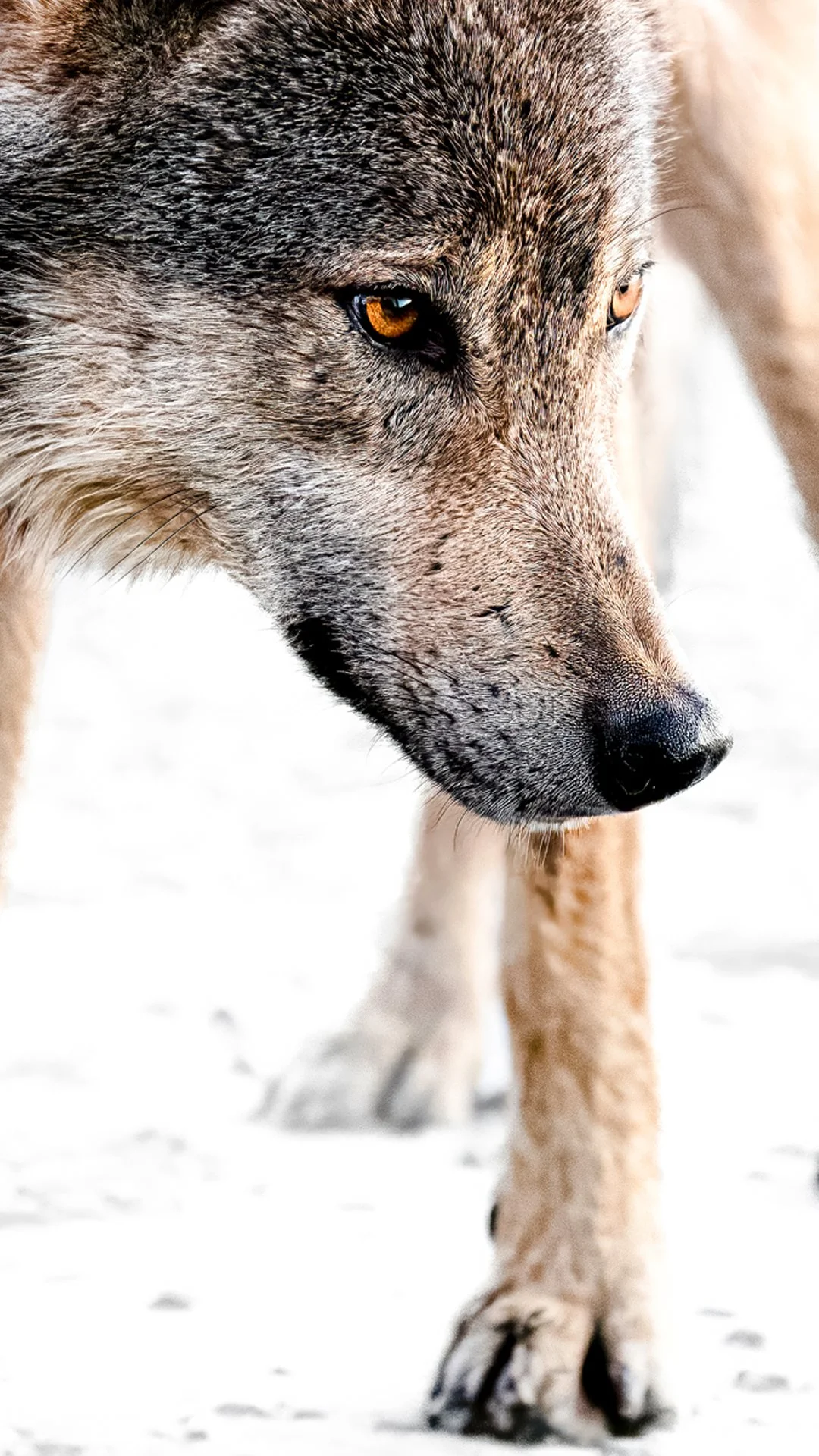 wolf staredown 2 mobile.jpg