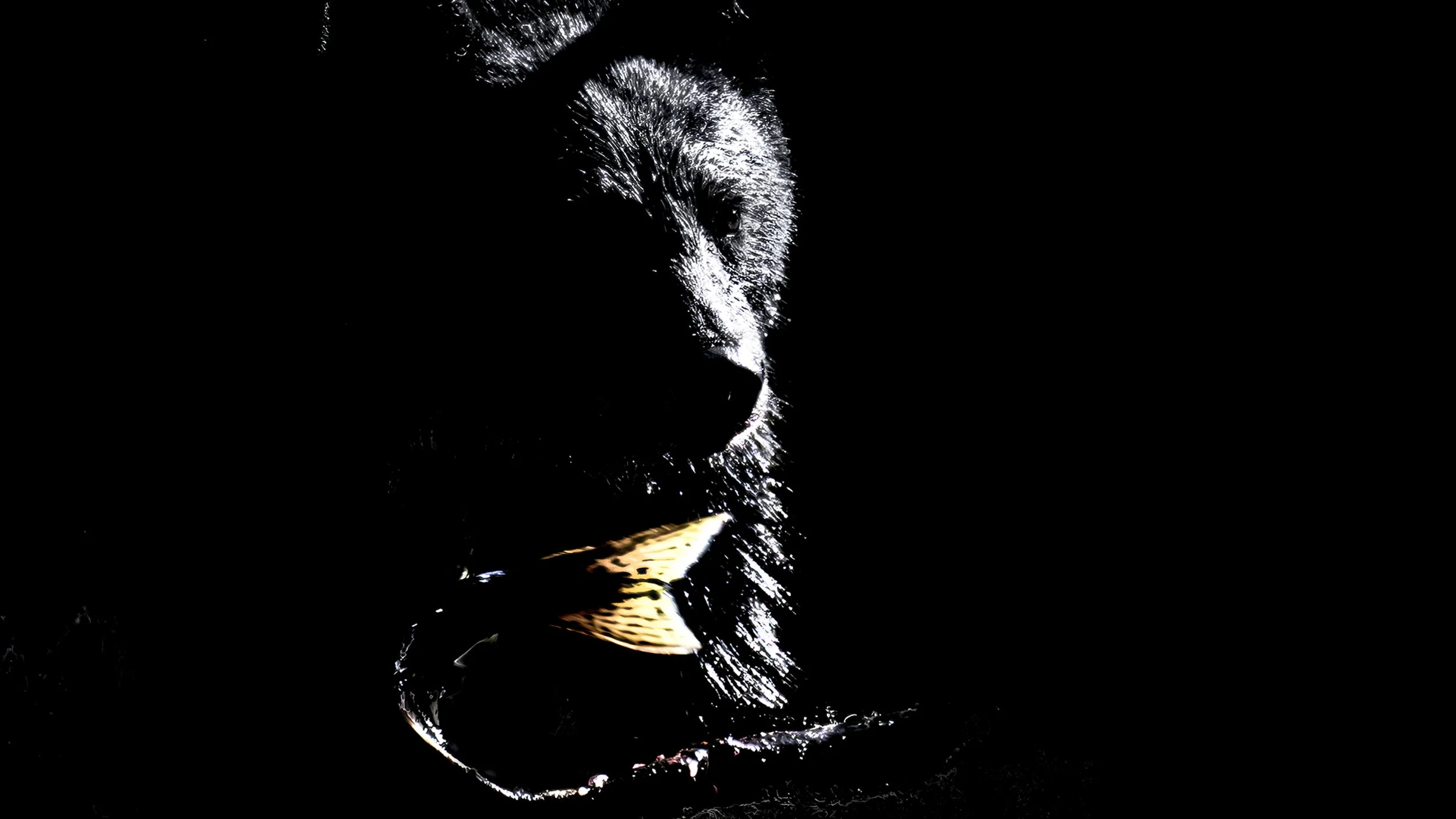 blacksilhouetee black box.jpg