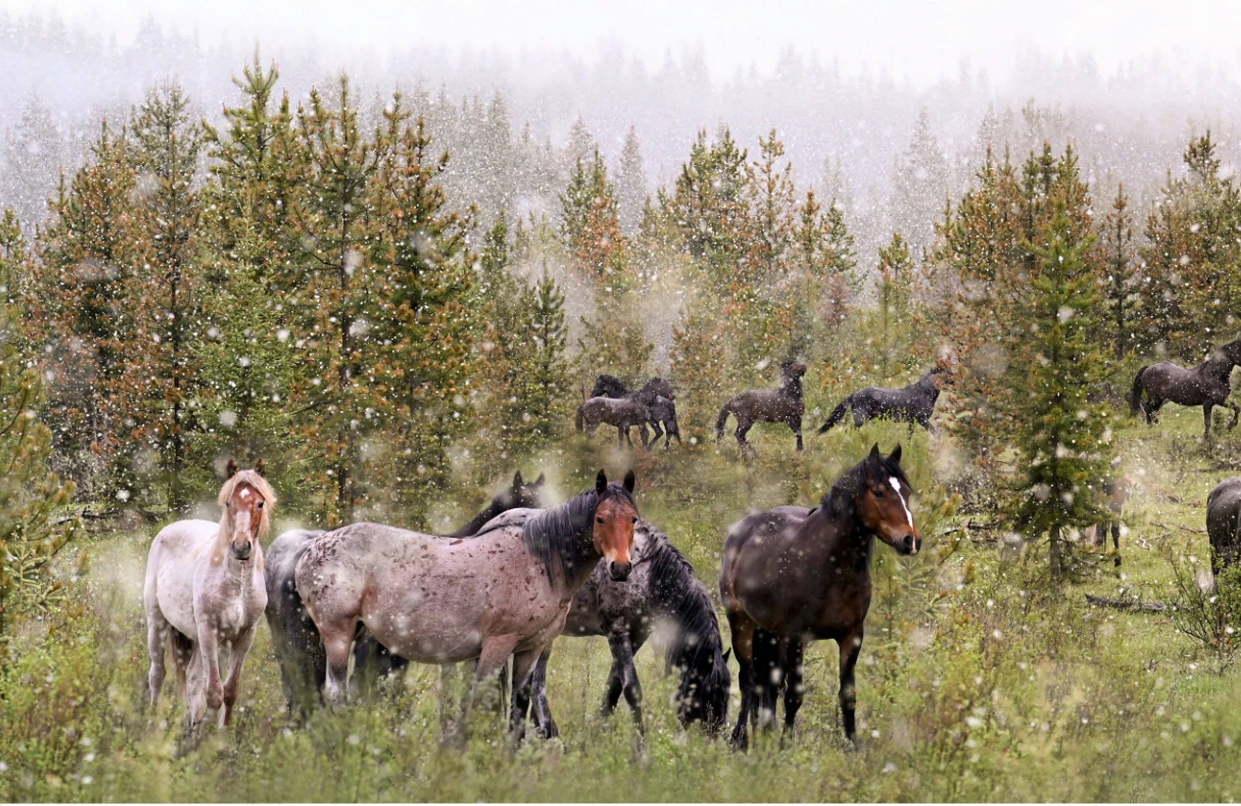 HORSE MAIN.jpg