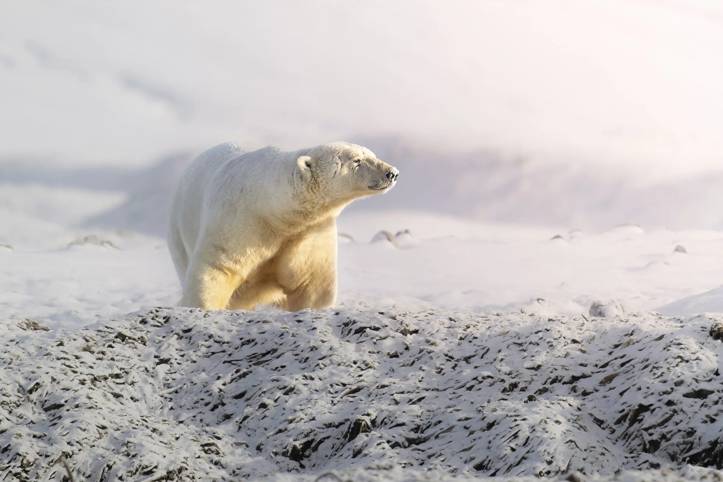 Glow squarespace.jpg