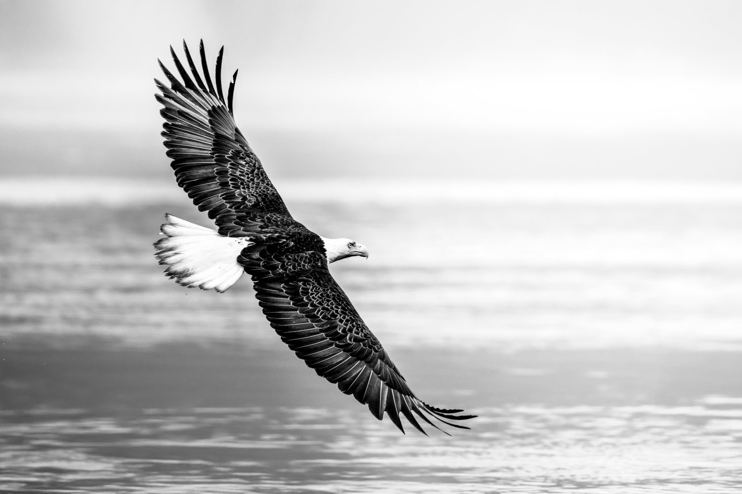 Eagle 2026Nikki B-15.jpg