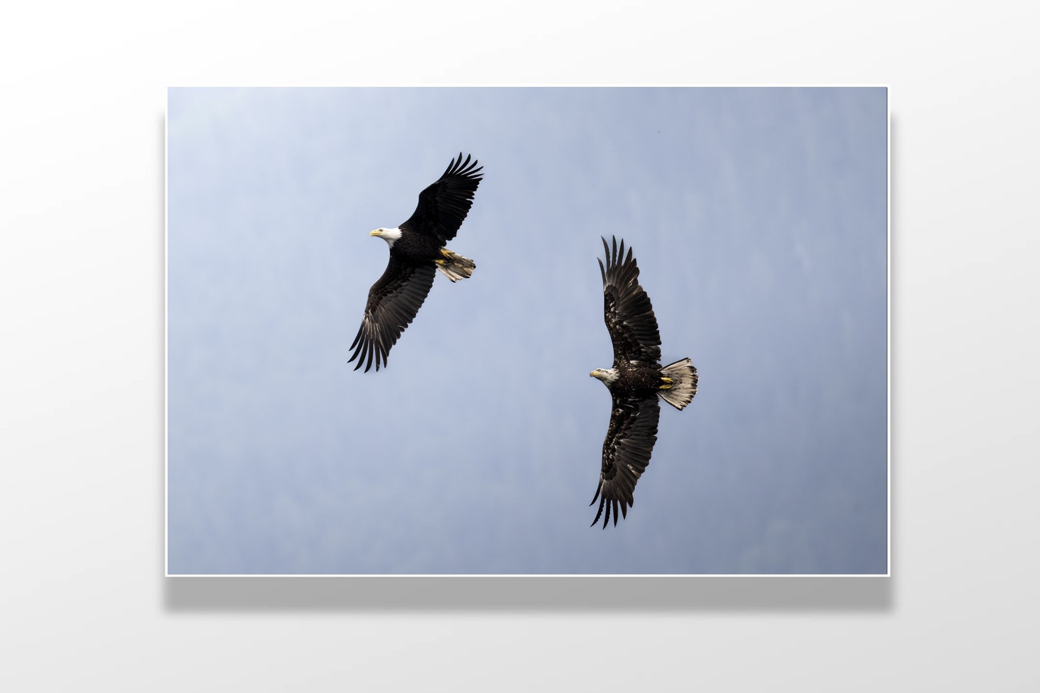 eagle twins copy.jpg