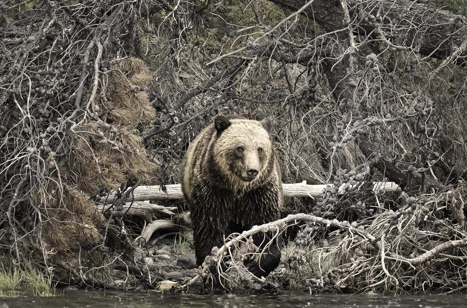 Tapestry_Grizzly_Chilko-2 entry2.jpg