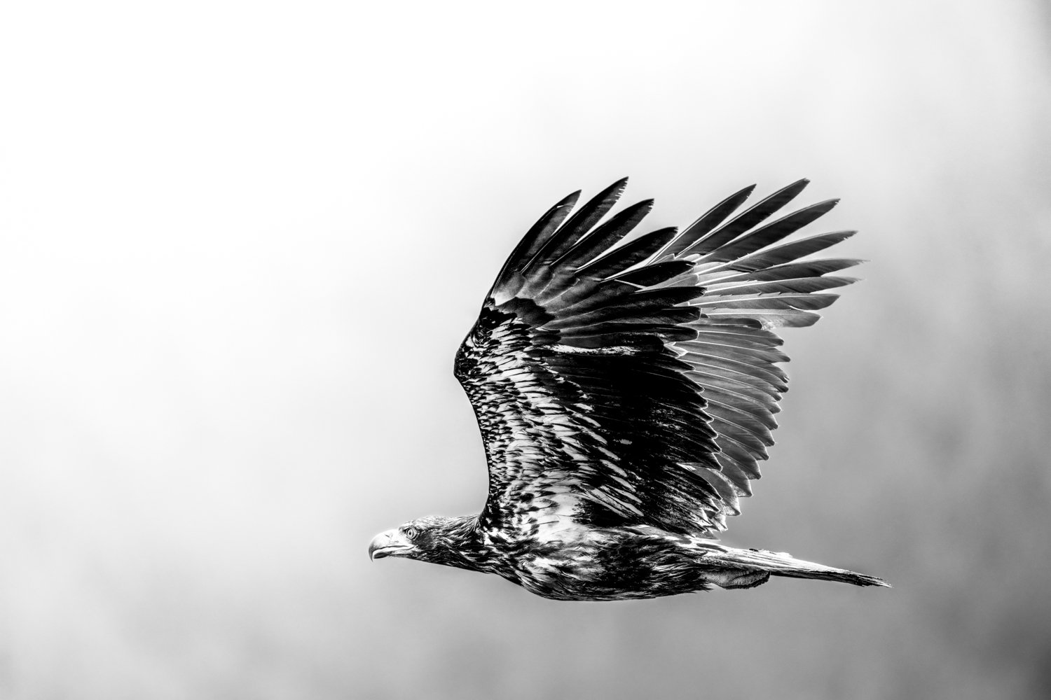 Eagle 2026Nikki B-4.jpg