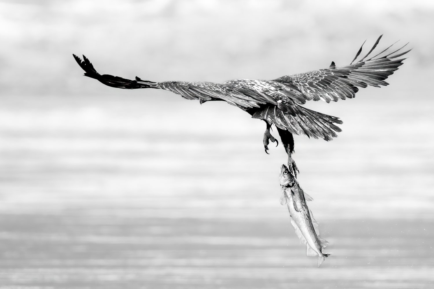 Eagle 2026Nikki B-6.jpg