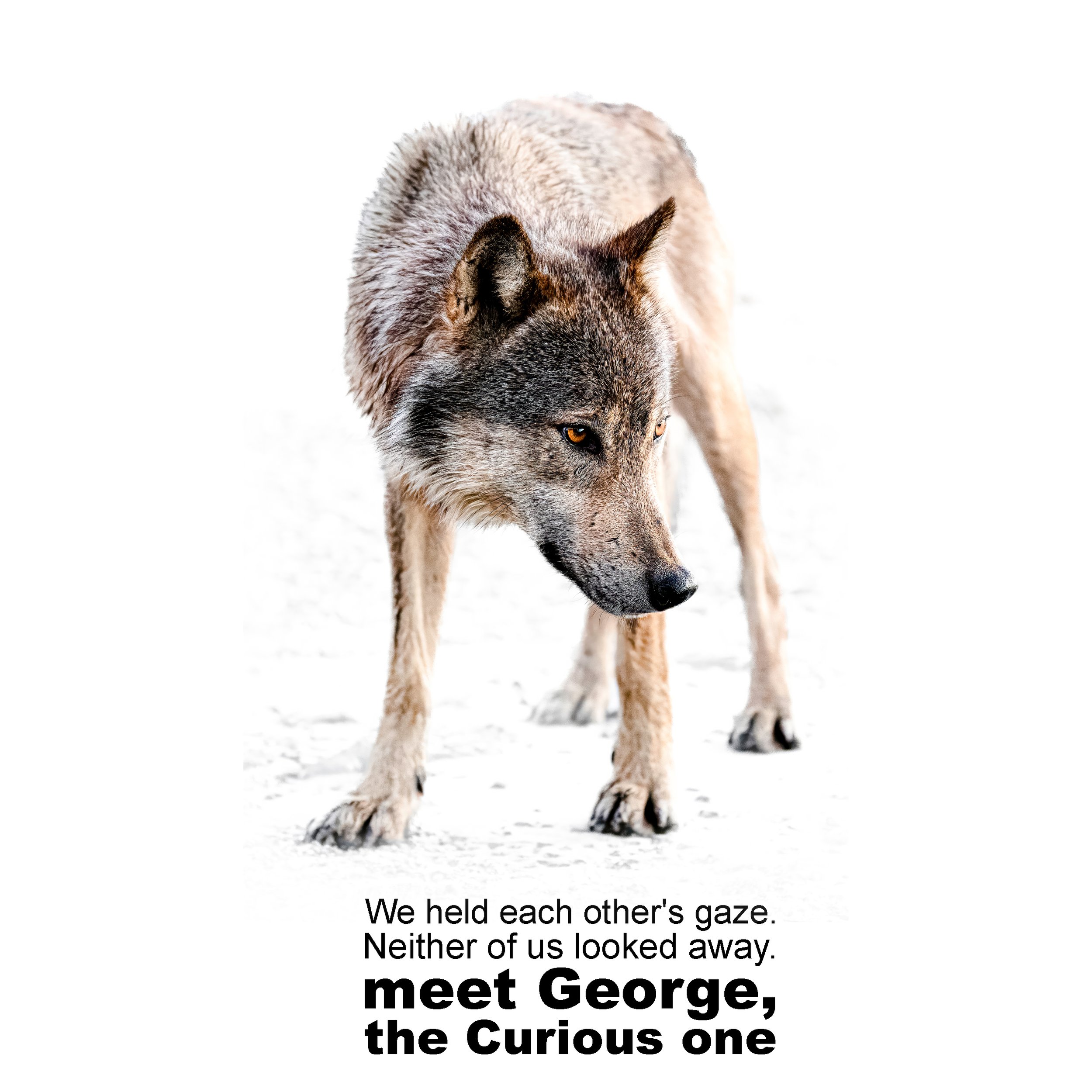 wolf squa.jpg