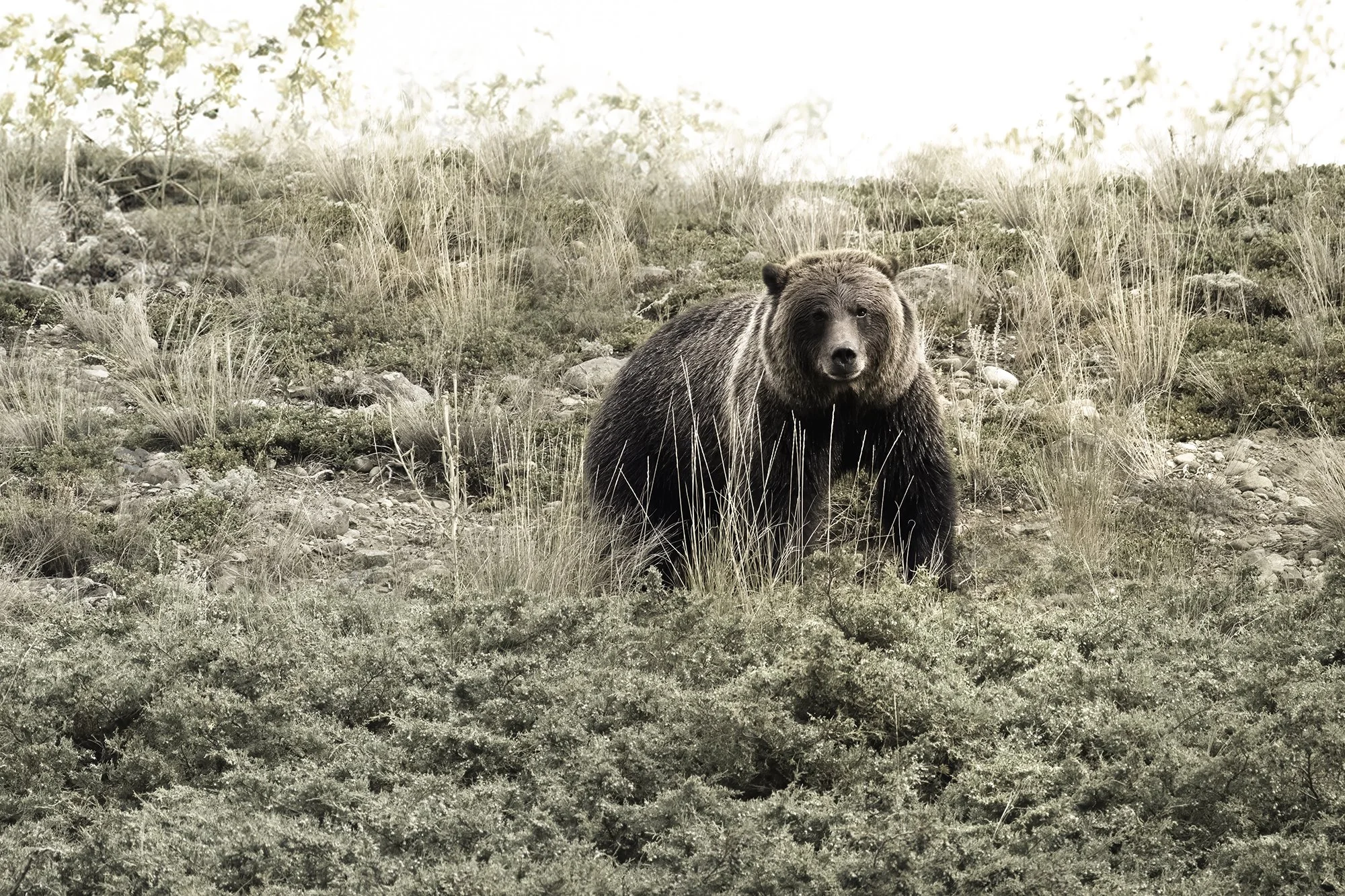 Bear mountain-Grizzly_chilko.jpg