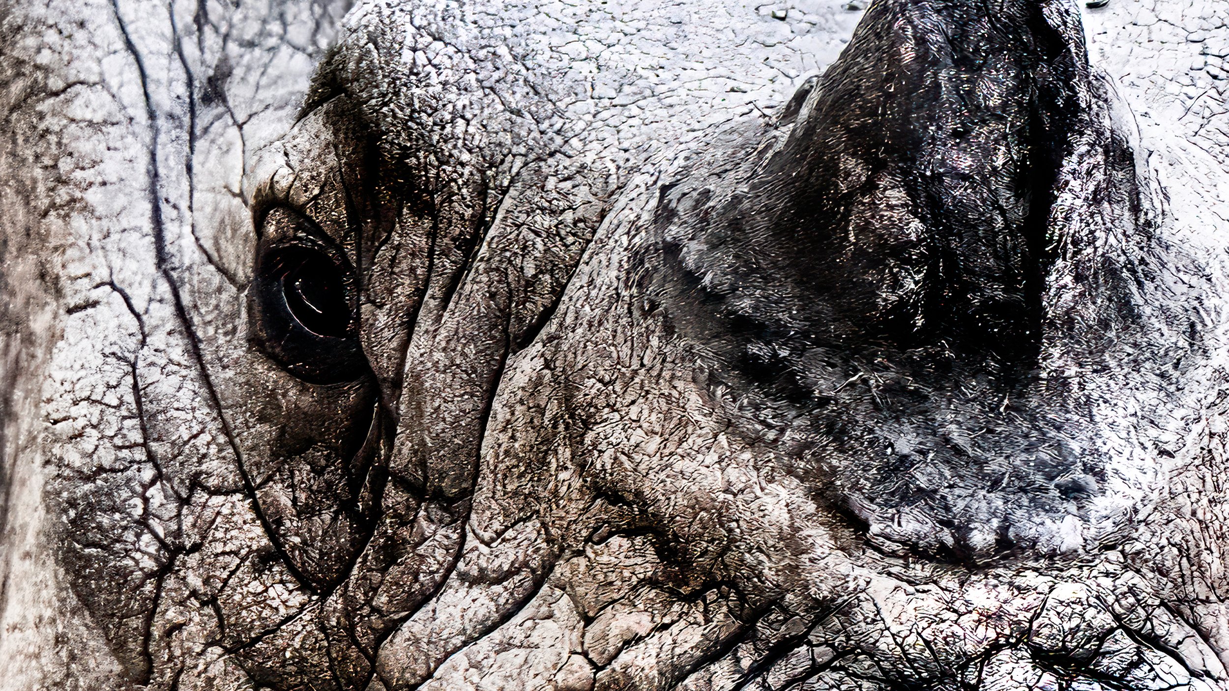rhino crop desktop.jpg