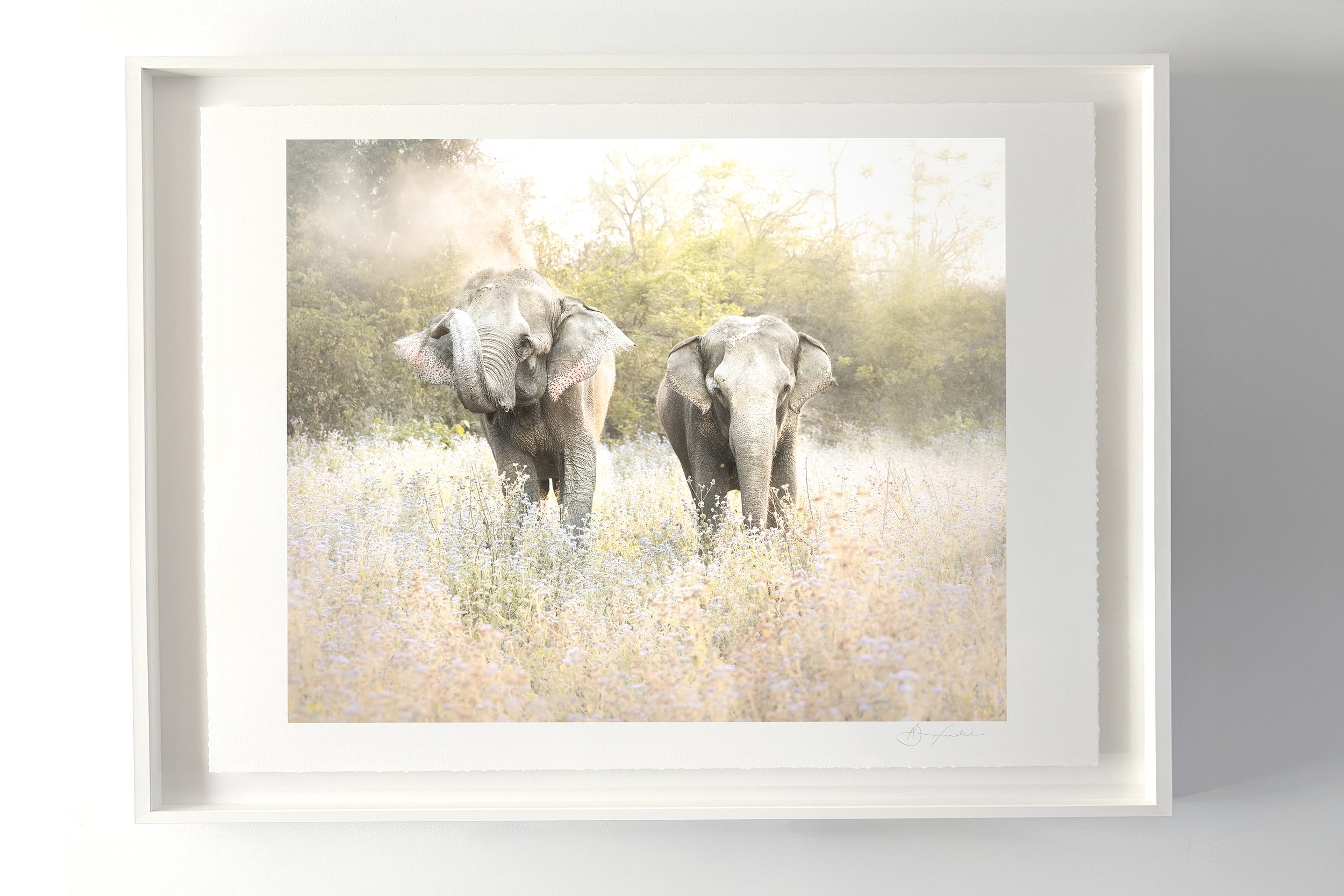 Elephant dust short horizontal frame copy.jpg
