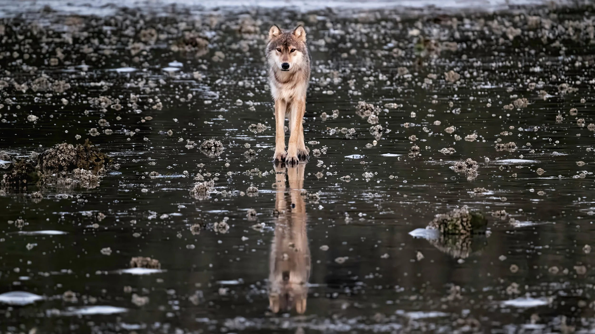 wolf diamonds.jpg