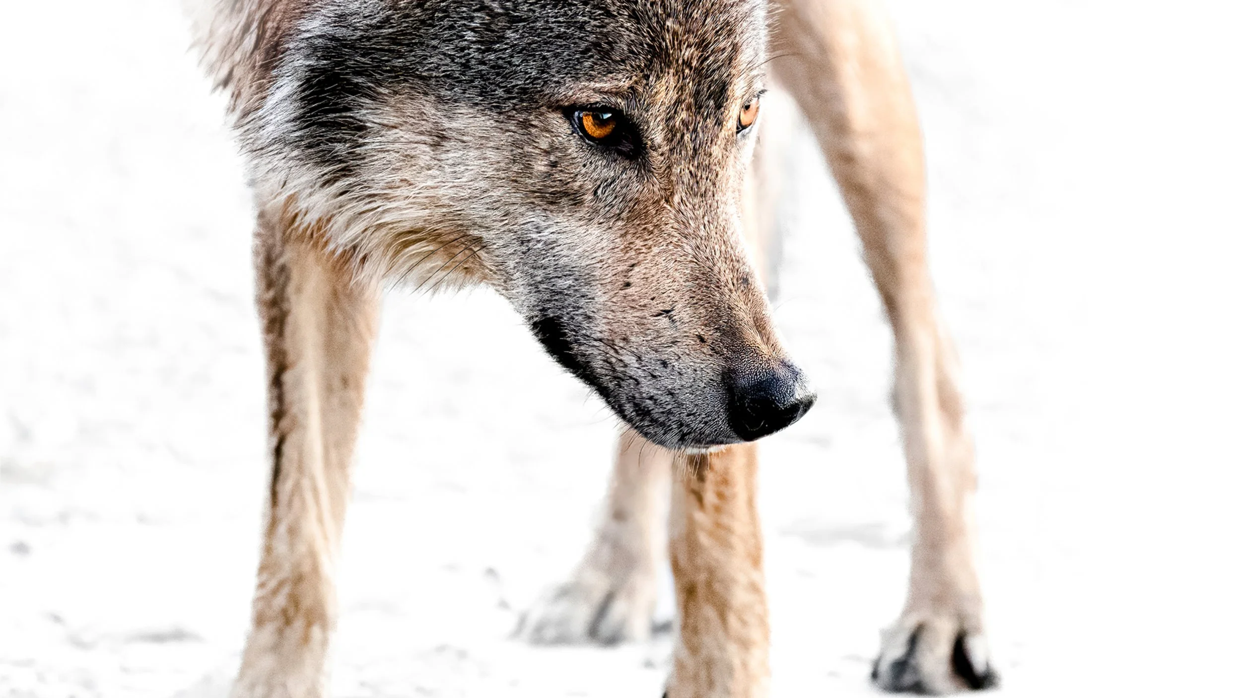 wolf staredown 2 desktop.jpg