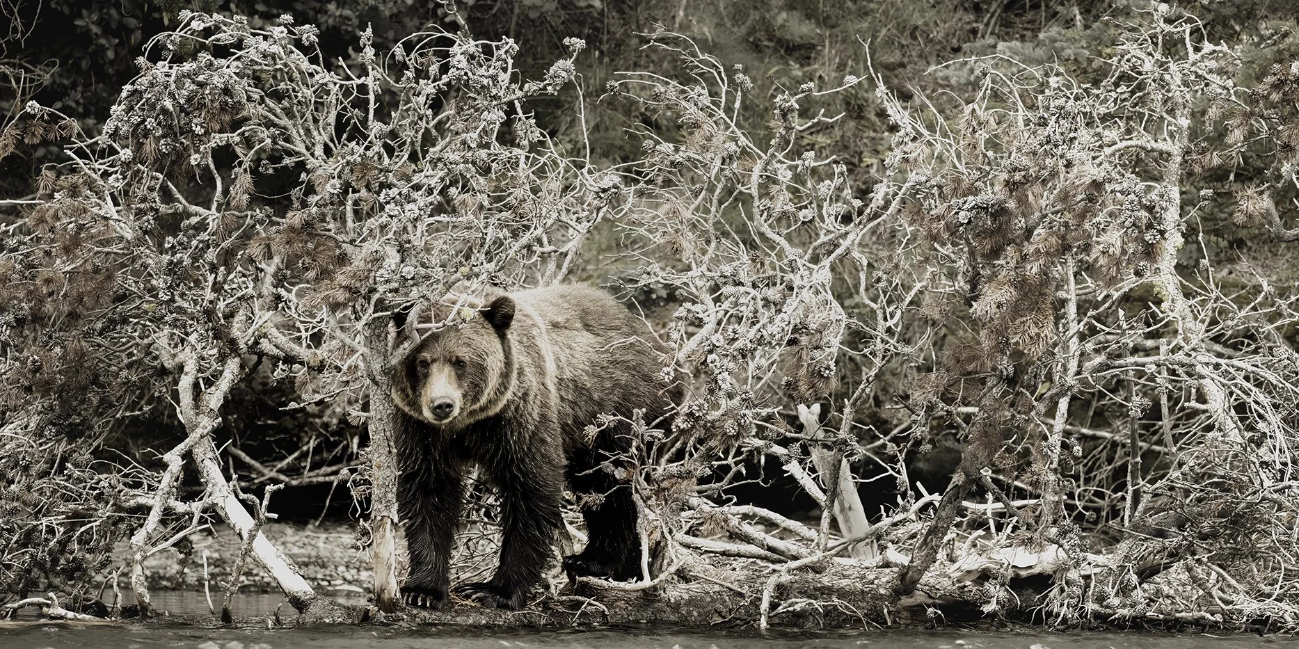 Barbed bear_Grizzly_chilko.jpg