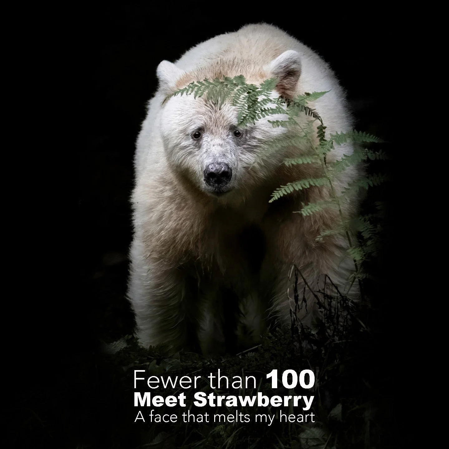 spirit bear sq.jpg